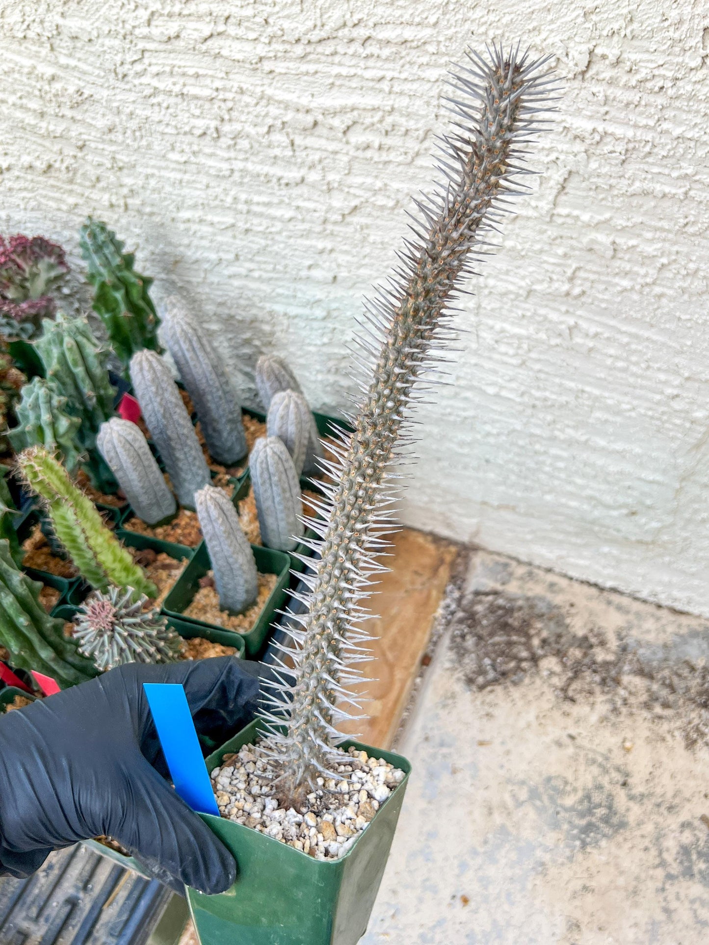 Madagascar ocotillo Alluaudia procera (G1) | Rare Imported