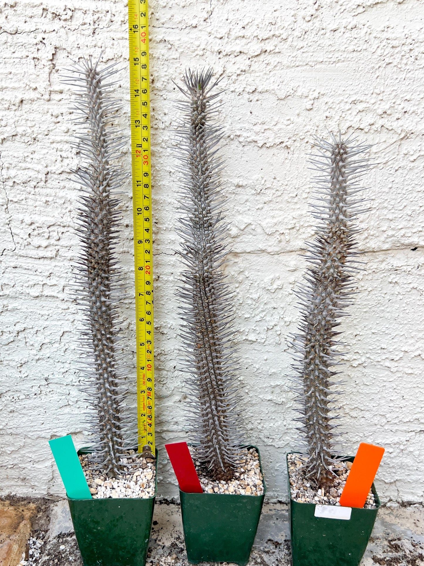 Madagascar ocotillo Alluaudia procera (G2) | Rare Imported
