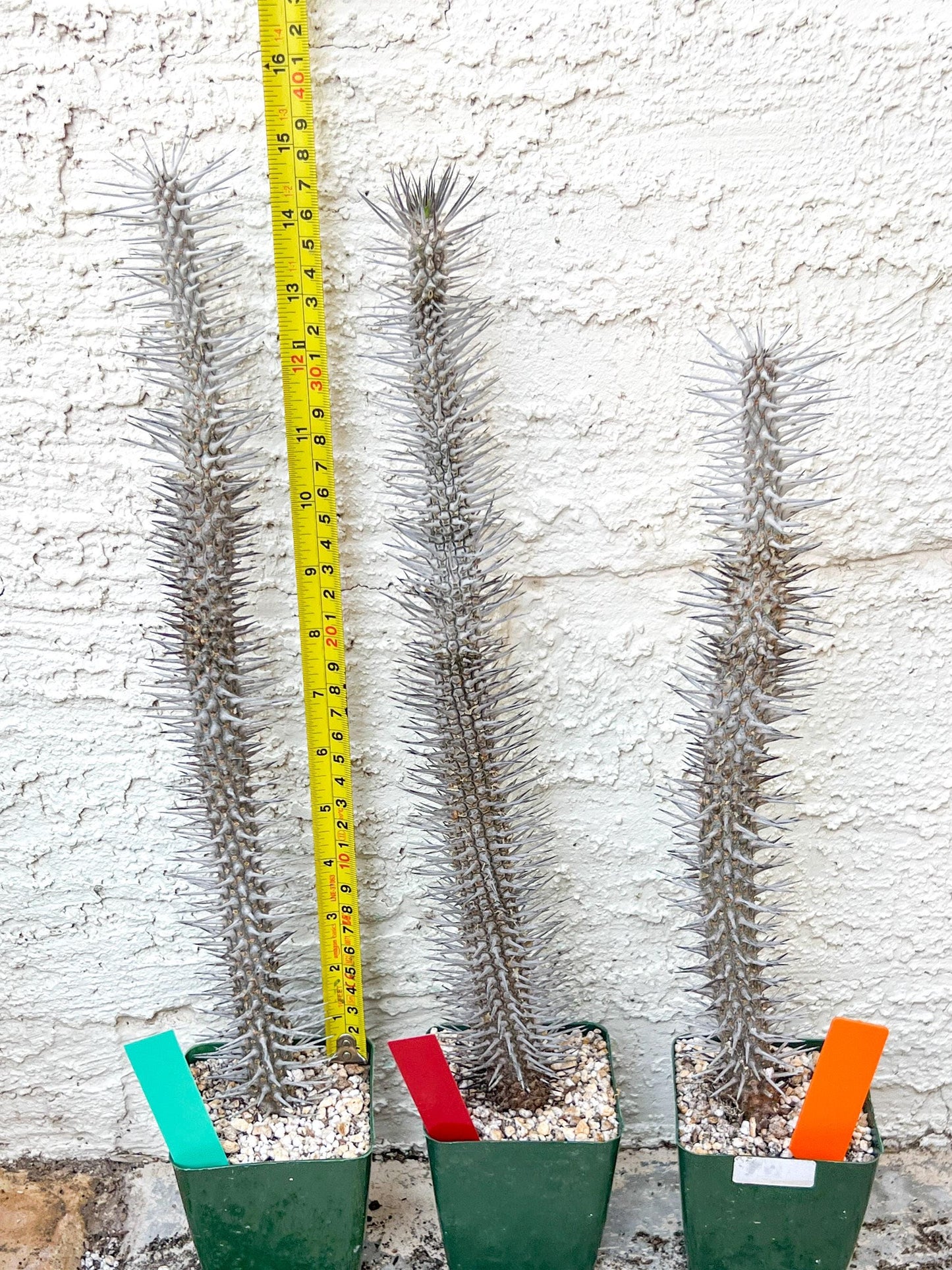 Madagascar ocotillo Alluaudia procera (G2) | Rare Imported