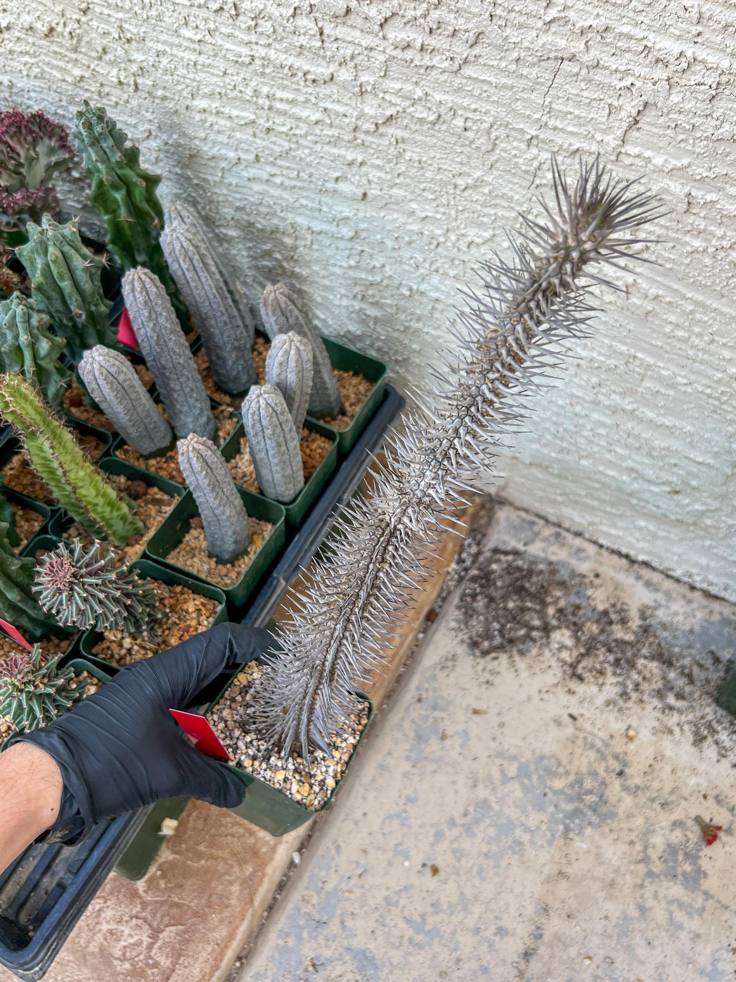 Madagascar ocotillo Alluaudia procera (G2) | Rare Imported