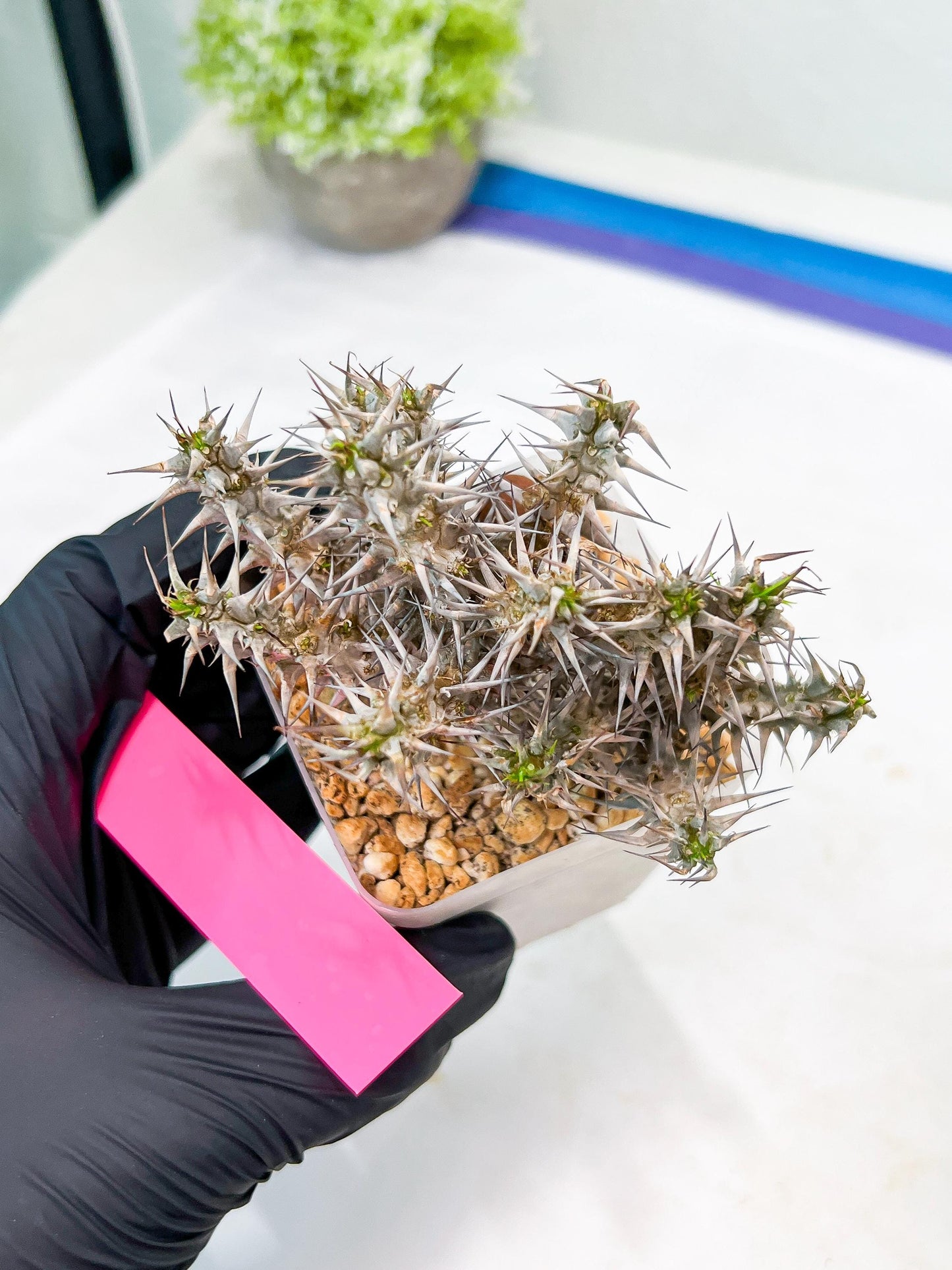 Euphorb Genoudiana (P-Y) | imported Plants