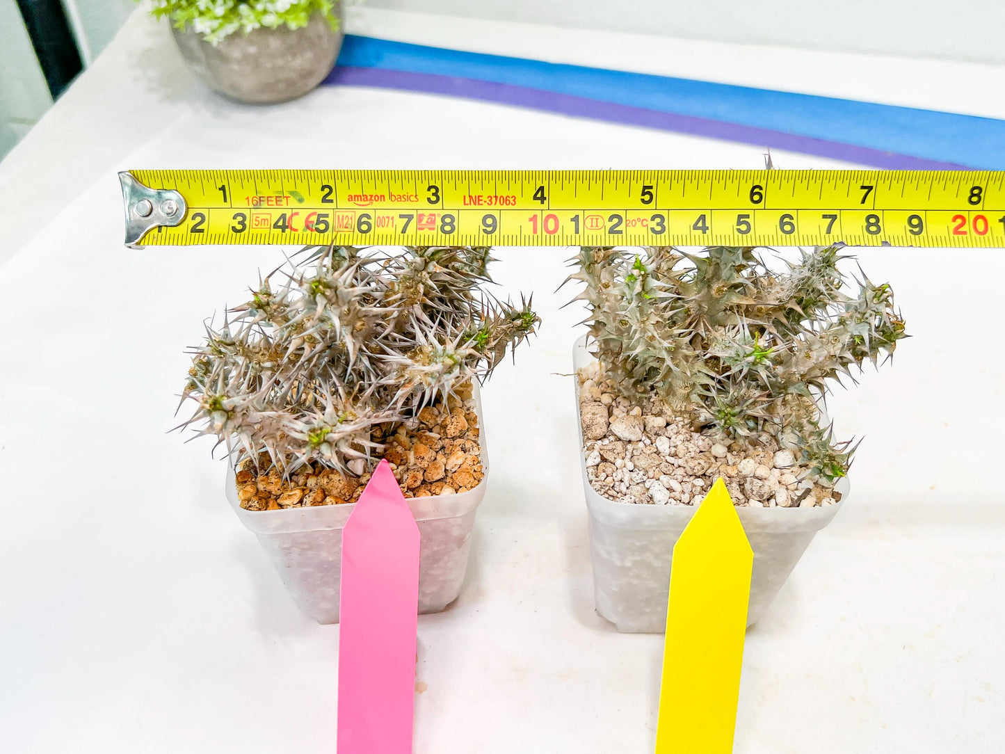 Euphorb Genoudiana (P-Y) | imported Plants