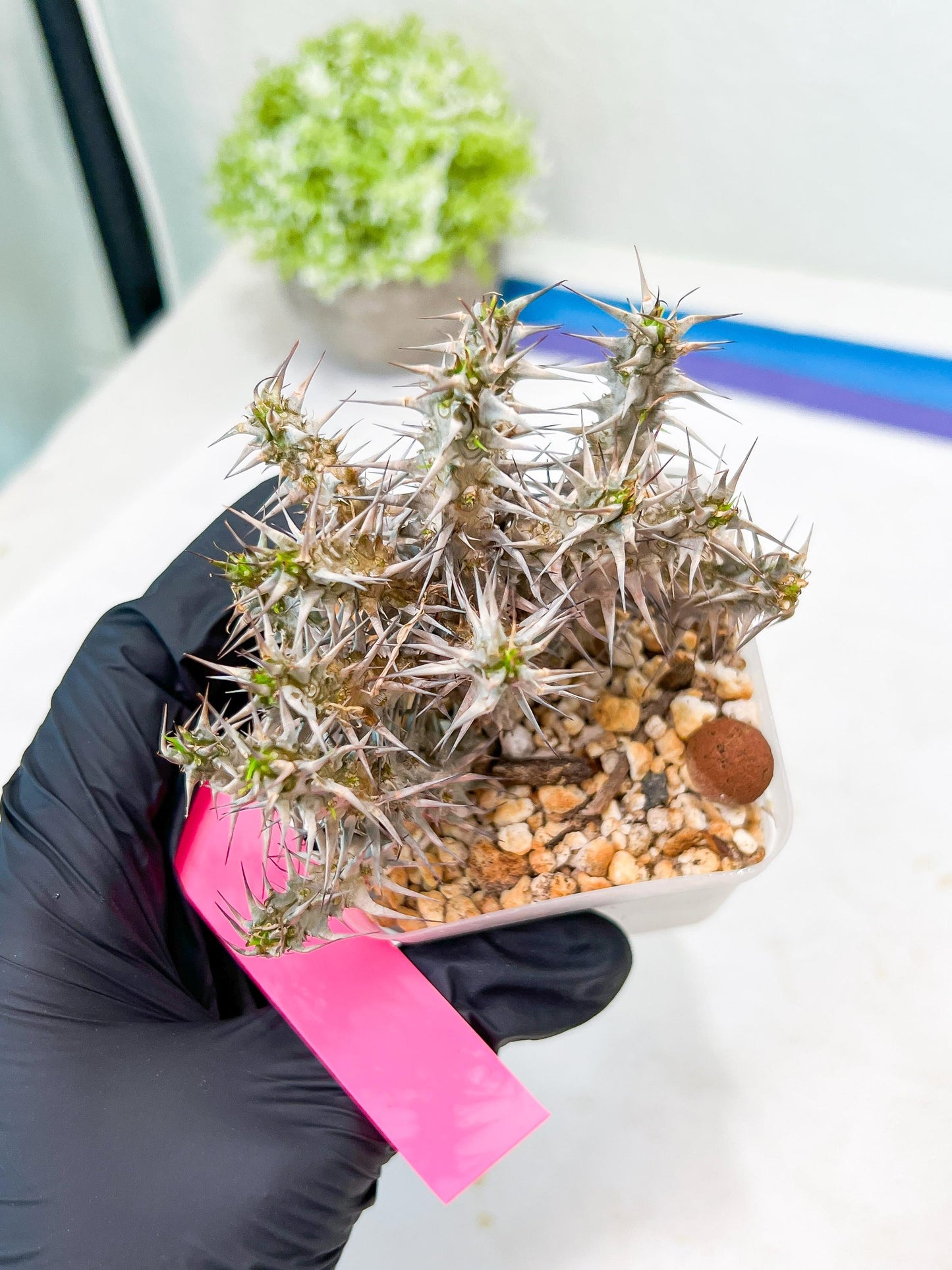 Euphorb Genoudiana (P-Y) | imported Plants