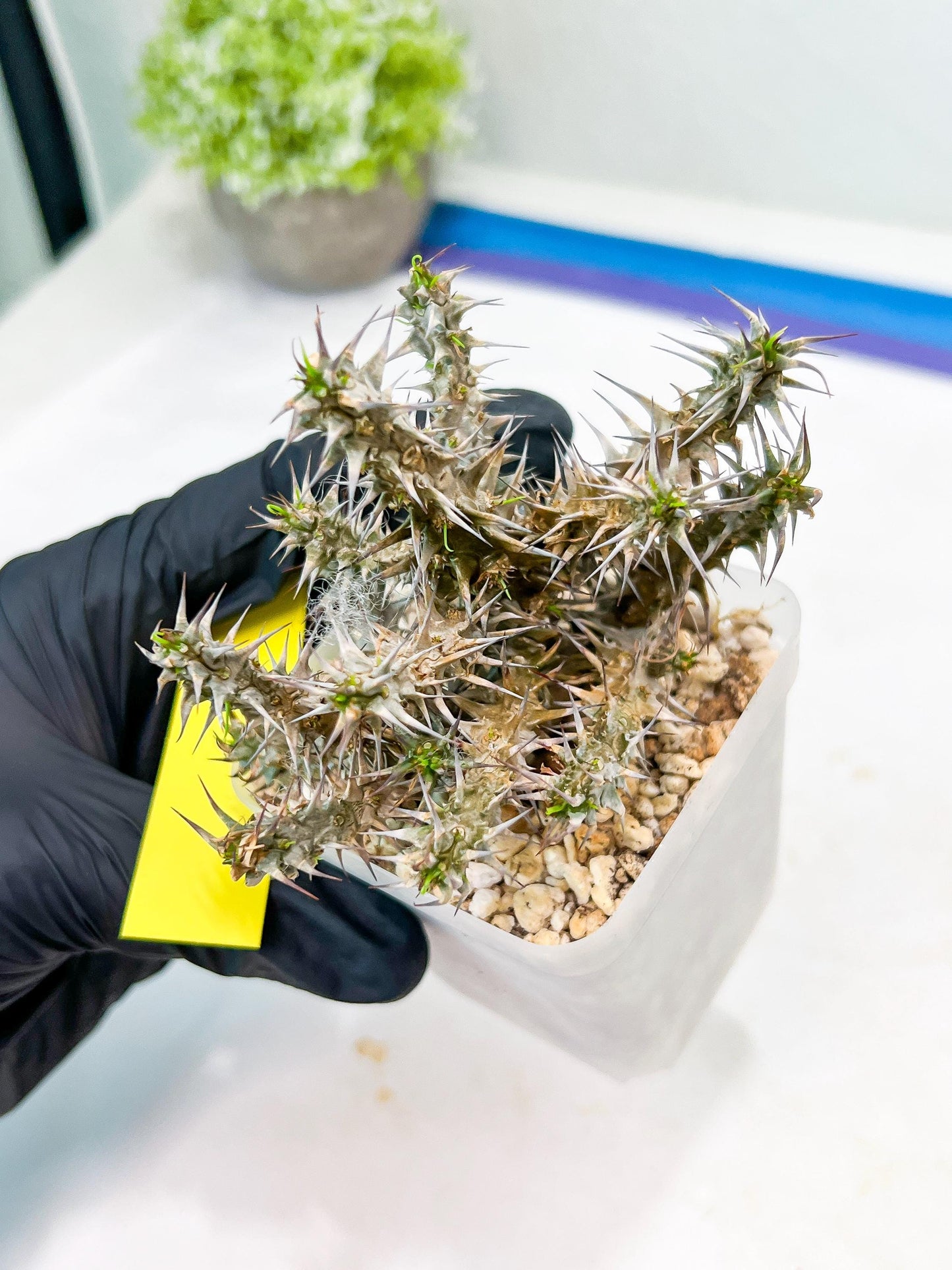 Euphorb Genoudiana (P-Y) | imported Plants
