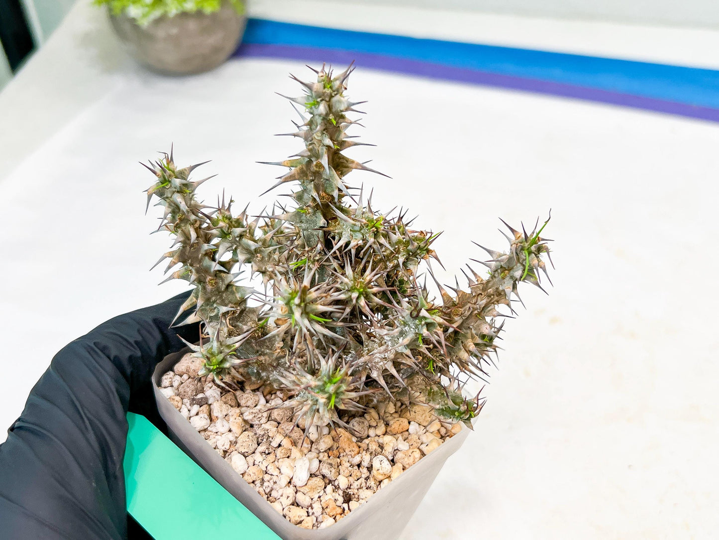 Euphorb Genoudiana (B-G) | imported Plants