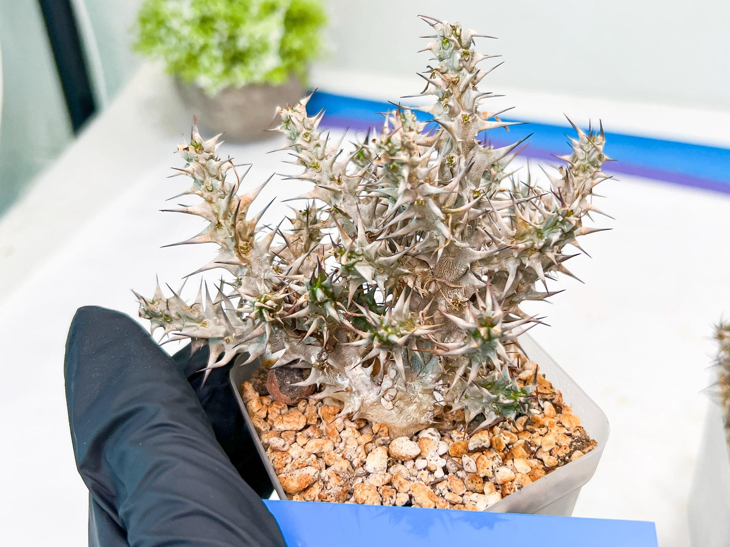 Euphorb Genoudiana (B-G) | imported Plants
