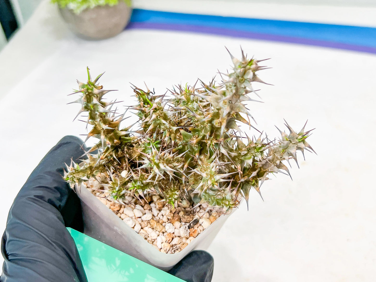 Euphorb Genoudiana (B-G) | imported Plants
