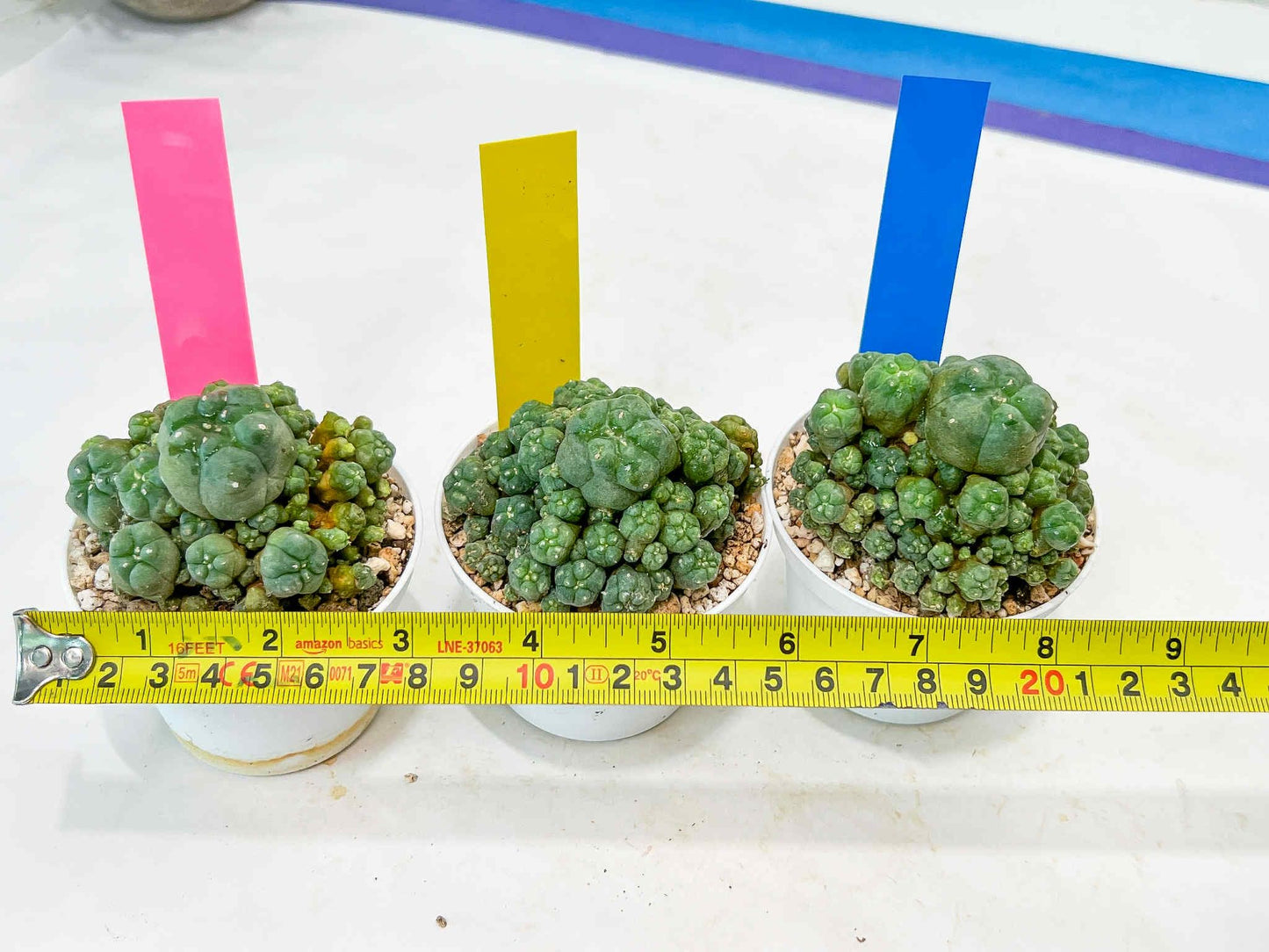 Spineless cactus Cluster (P-Y-B) | imported Plants