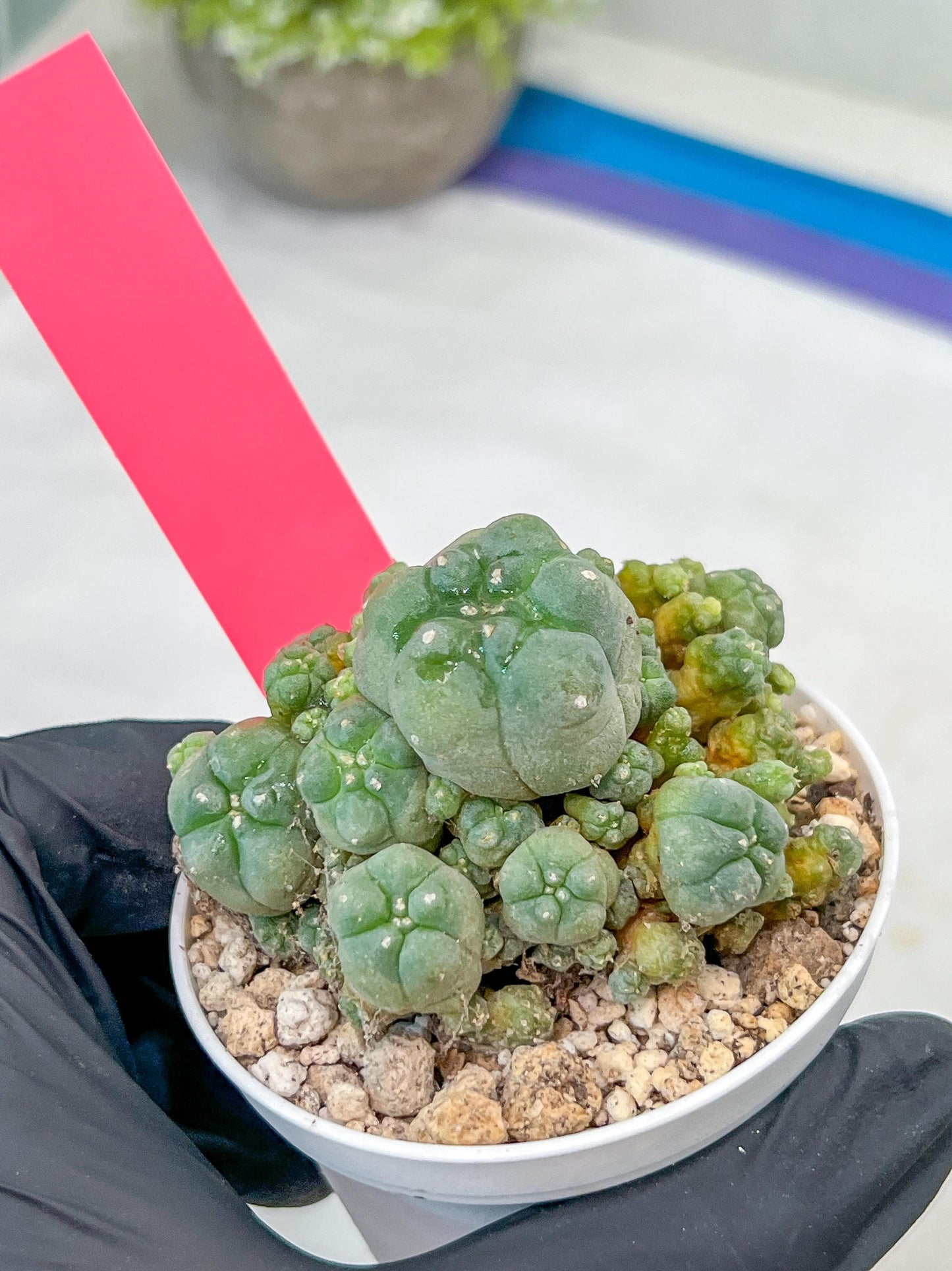 Spineless cactus Cluster (P-Y-B) | imported Plants