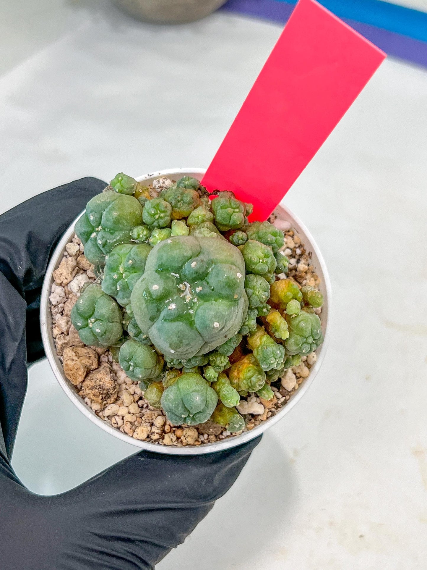 Spineless cactus Cluster (P-Y-B) | imported Plants