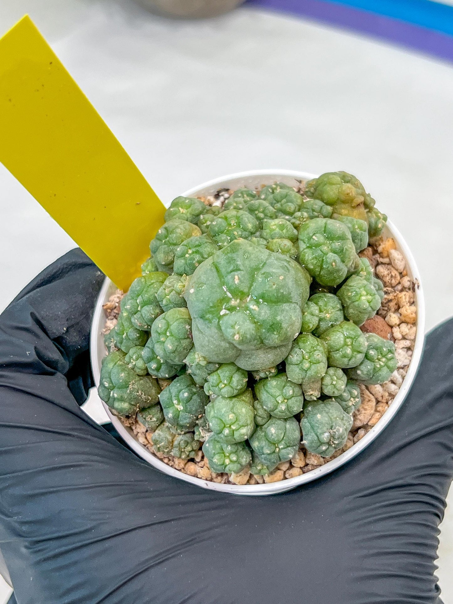 Spineless cactus Cluster (P-Y-B) | imported Plants