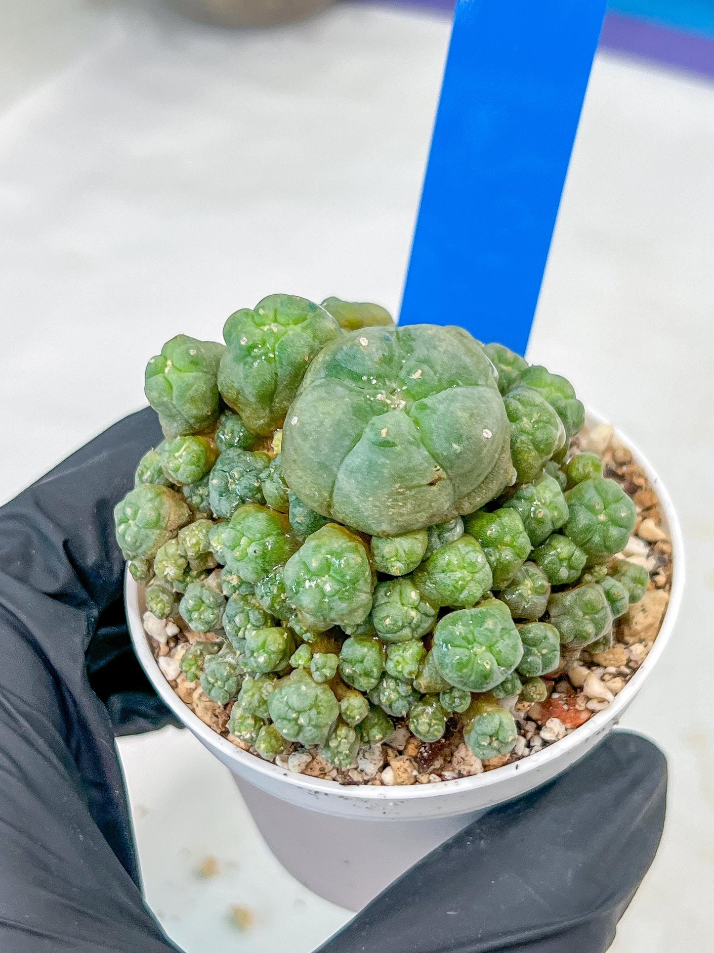 Spineless cactus Cluster (P-Y-B) | imported Plants
