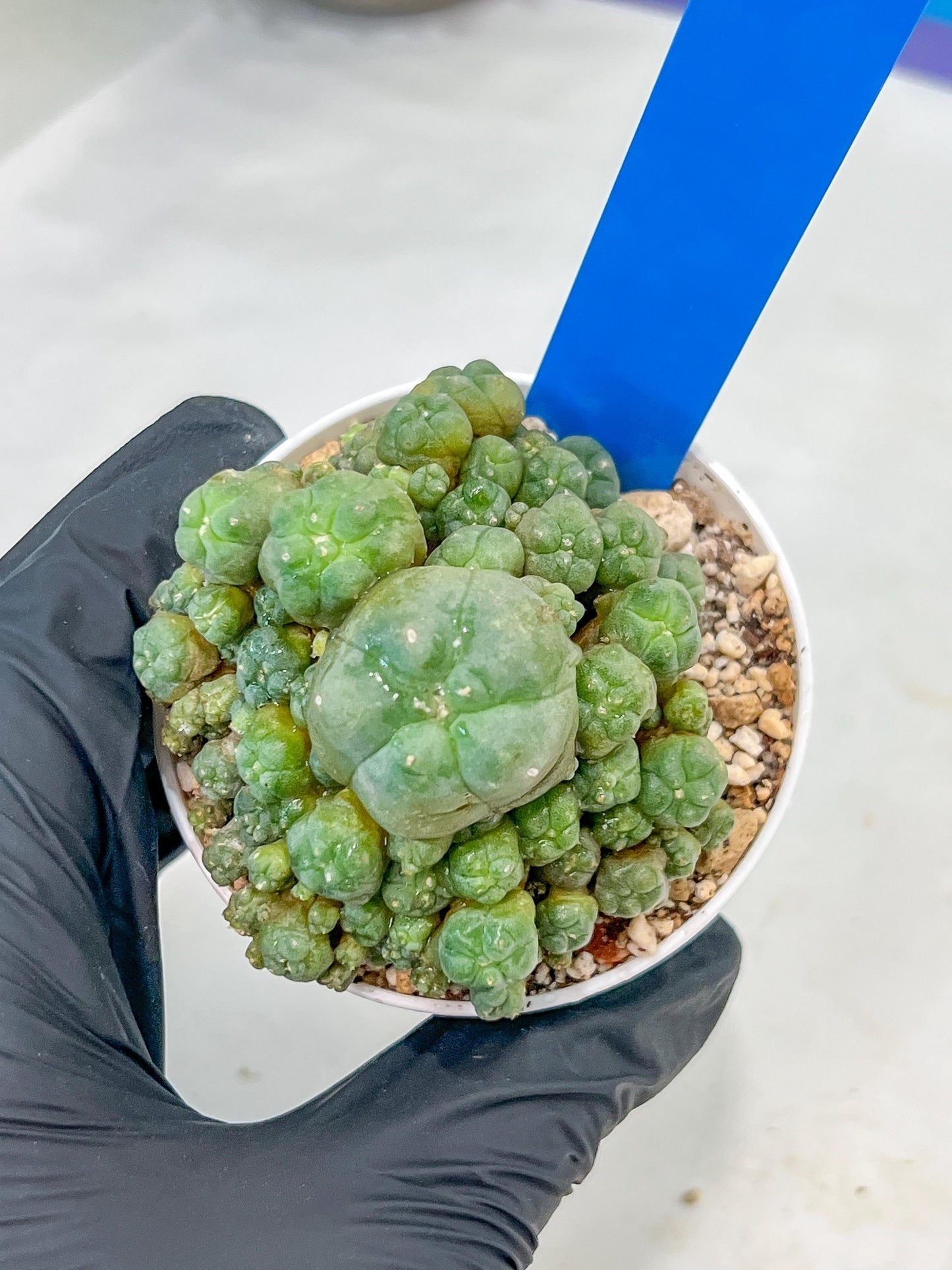 Spineless cactus Cluster (P-Y-B) | imported Plants