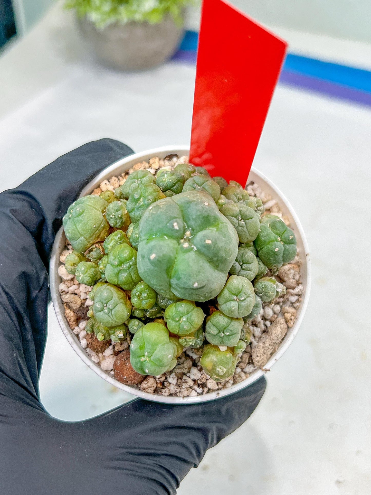 Spineless cactus Cluster (G-R-O) | imported Plants
