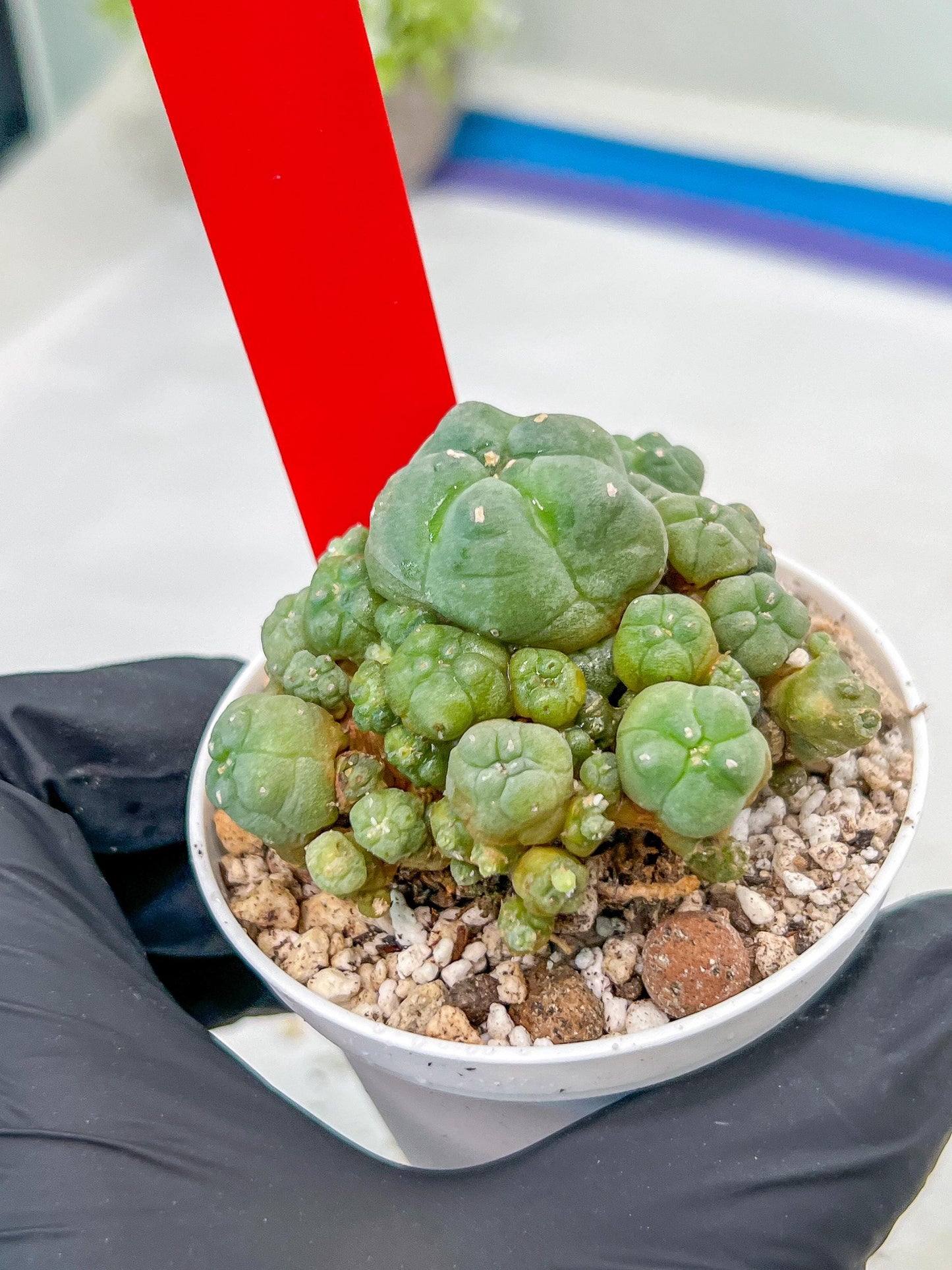Spineless cactus Cluster (G-R-O) | imported Plants