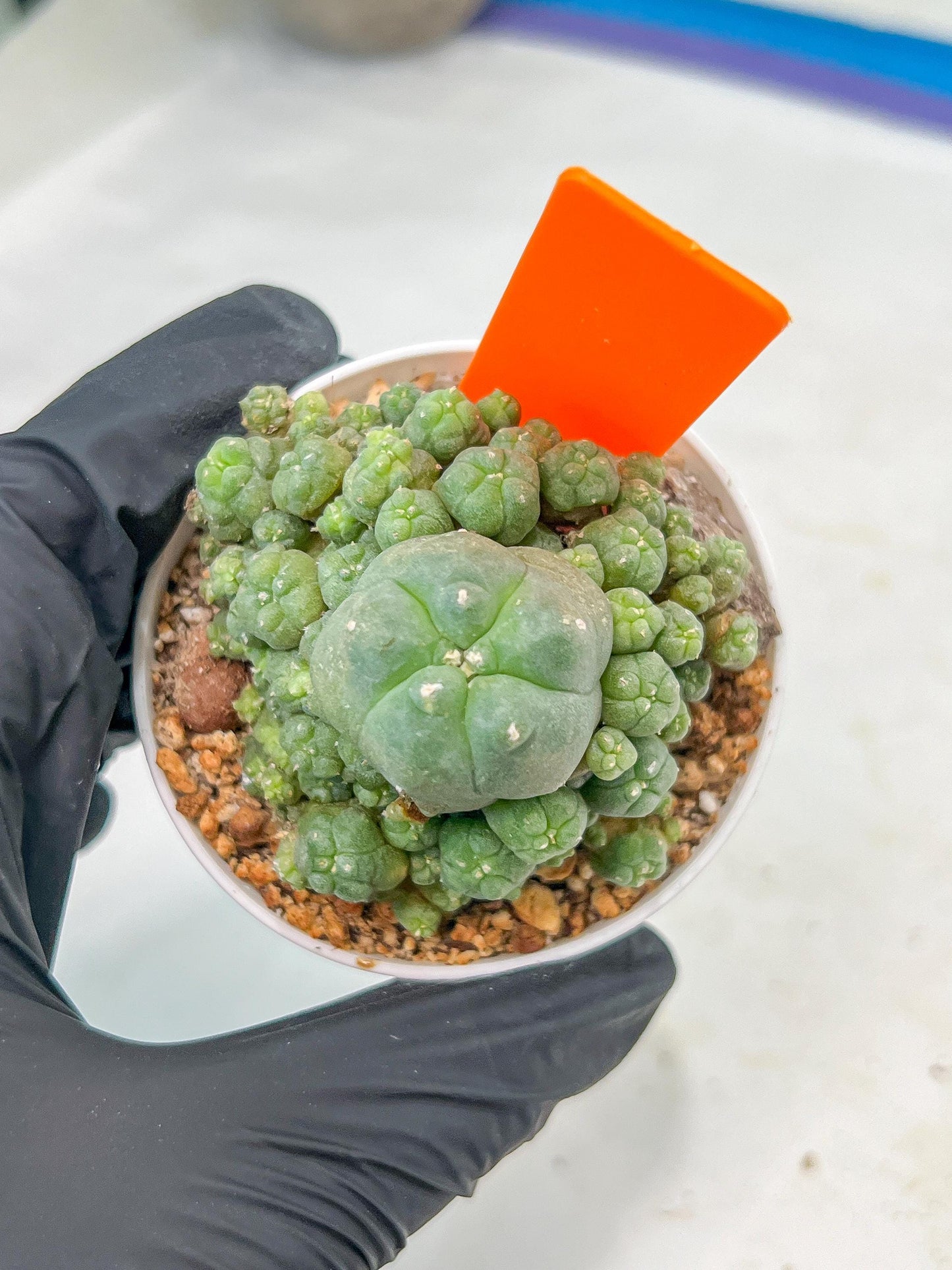 Spineless cactus Cluster (G-R-O) | imported Plants