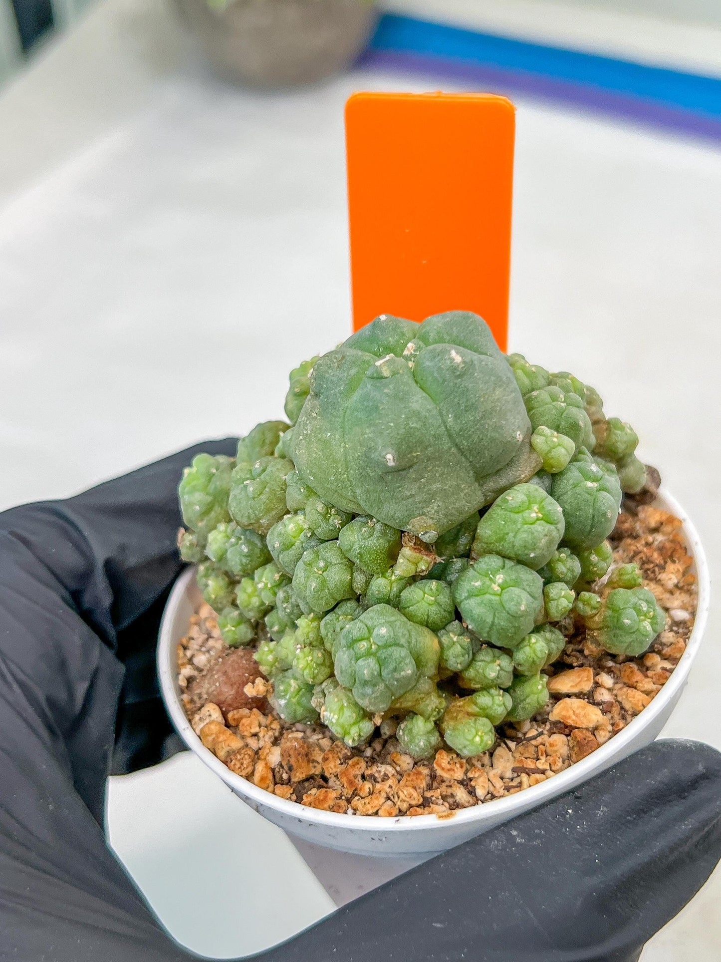 Spineless cactus Cluster (G-R-O) | imported Plants