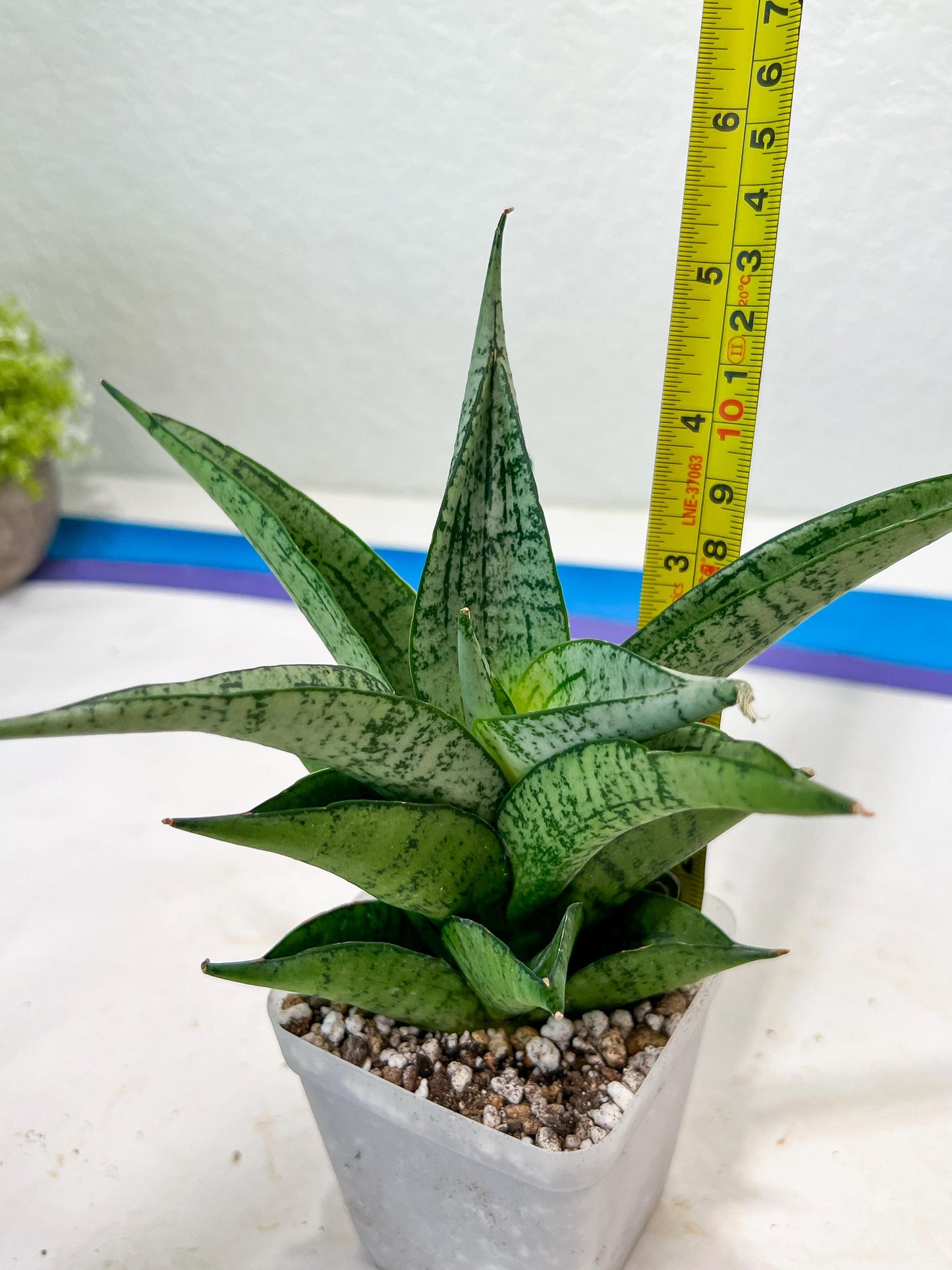 Sansevieria Dewi (#Ba14) | Parent Plant (Aries x Ariella)