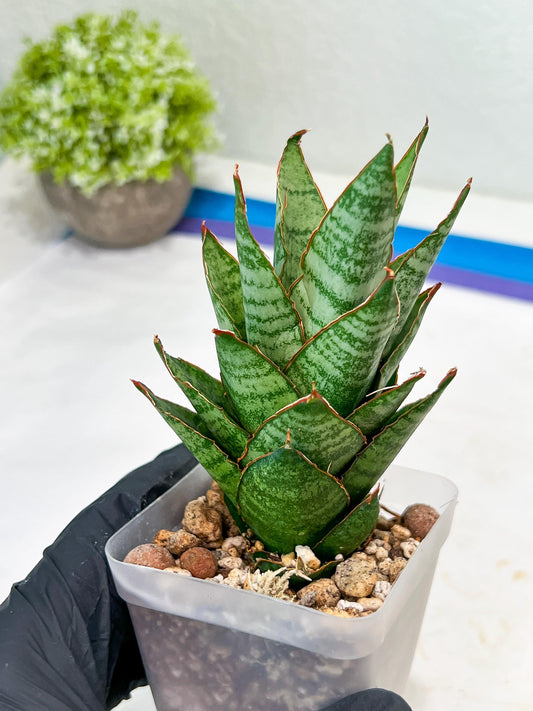 Sansevieria Cordova x Moonshine (#Ba12) | Imported Plants