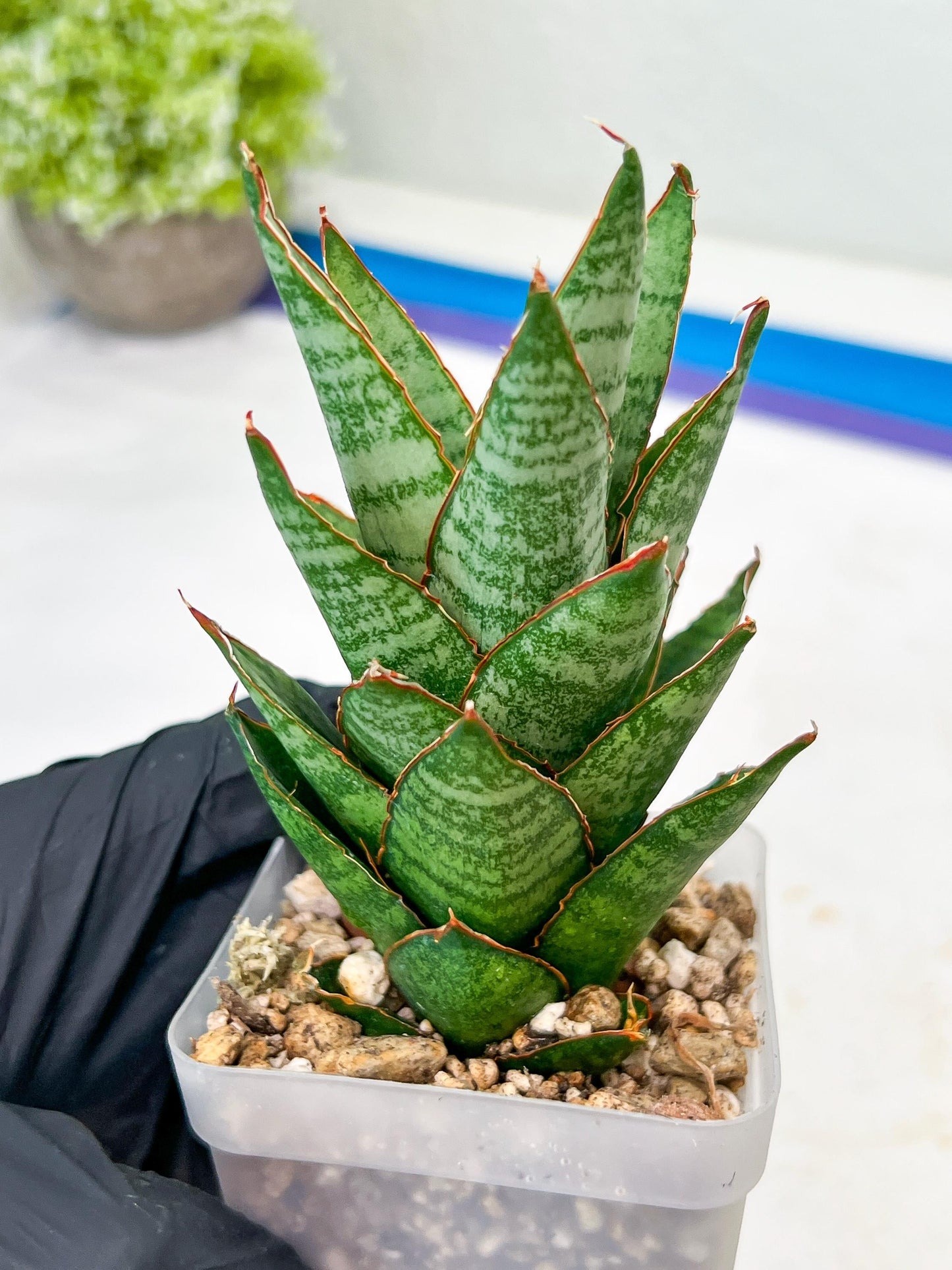 Sansevieria Cordova x Moonshine (#Ba12) | Imported Plants