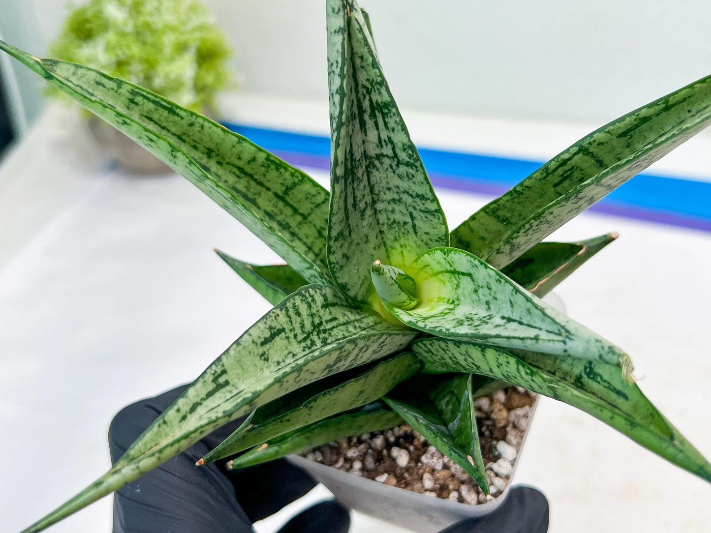 Sansevieria Dewi (#Ba14) | Parent Plant (Aries x Ariella)