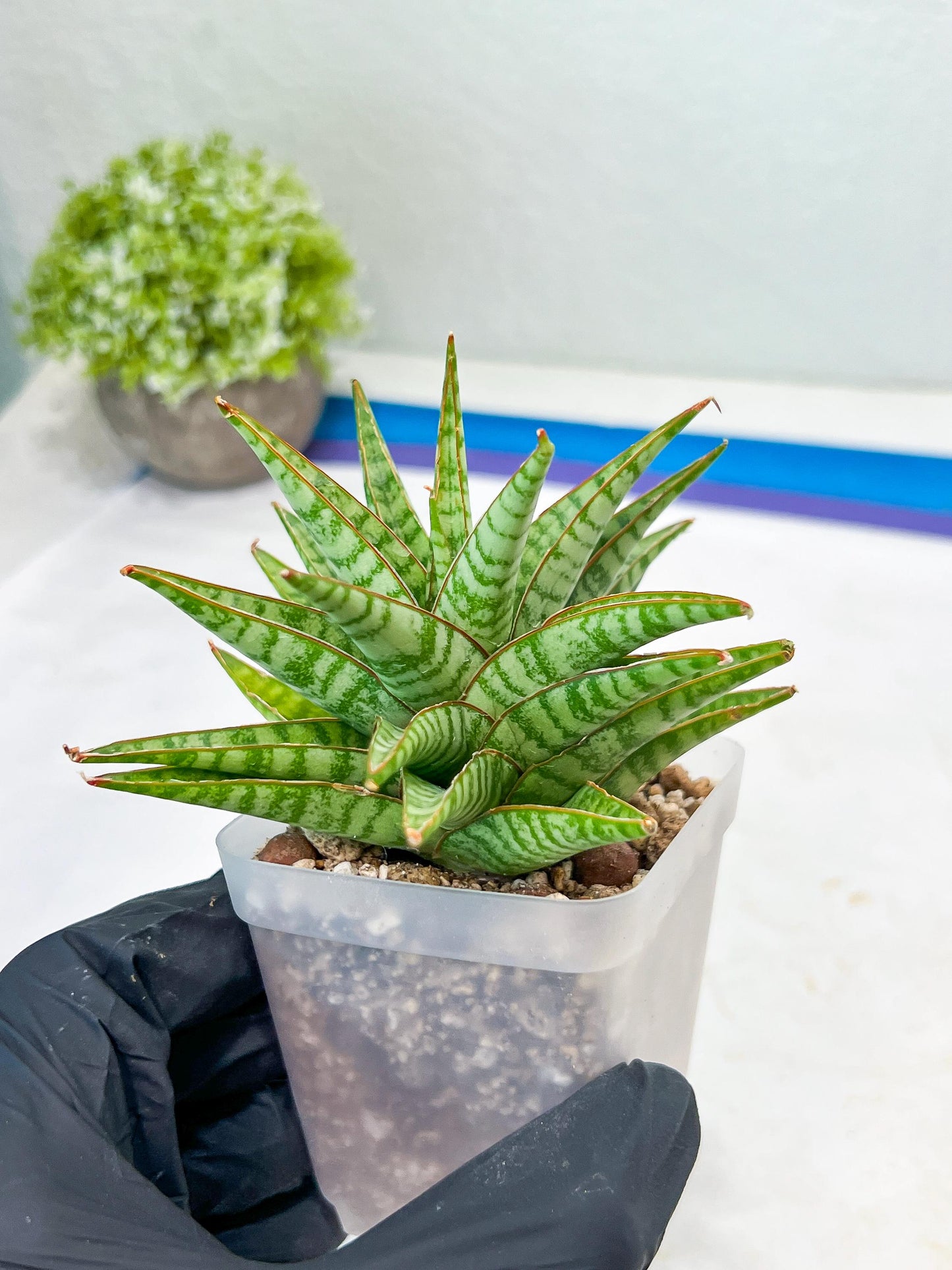 Sansevieria Dolphin (#Ba15) | Parent Plant (Cordova x Downsi ) X Bella Silver)