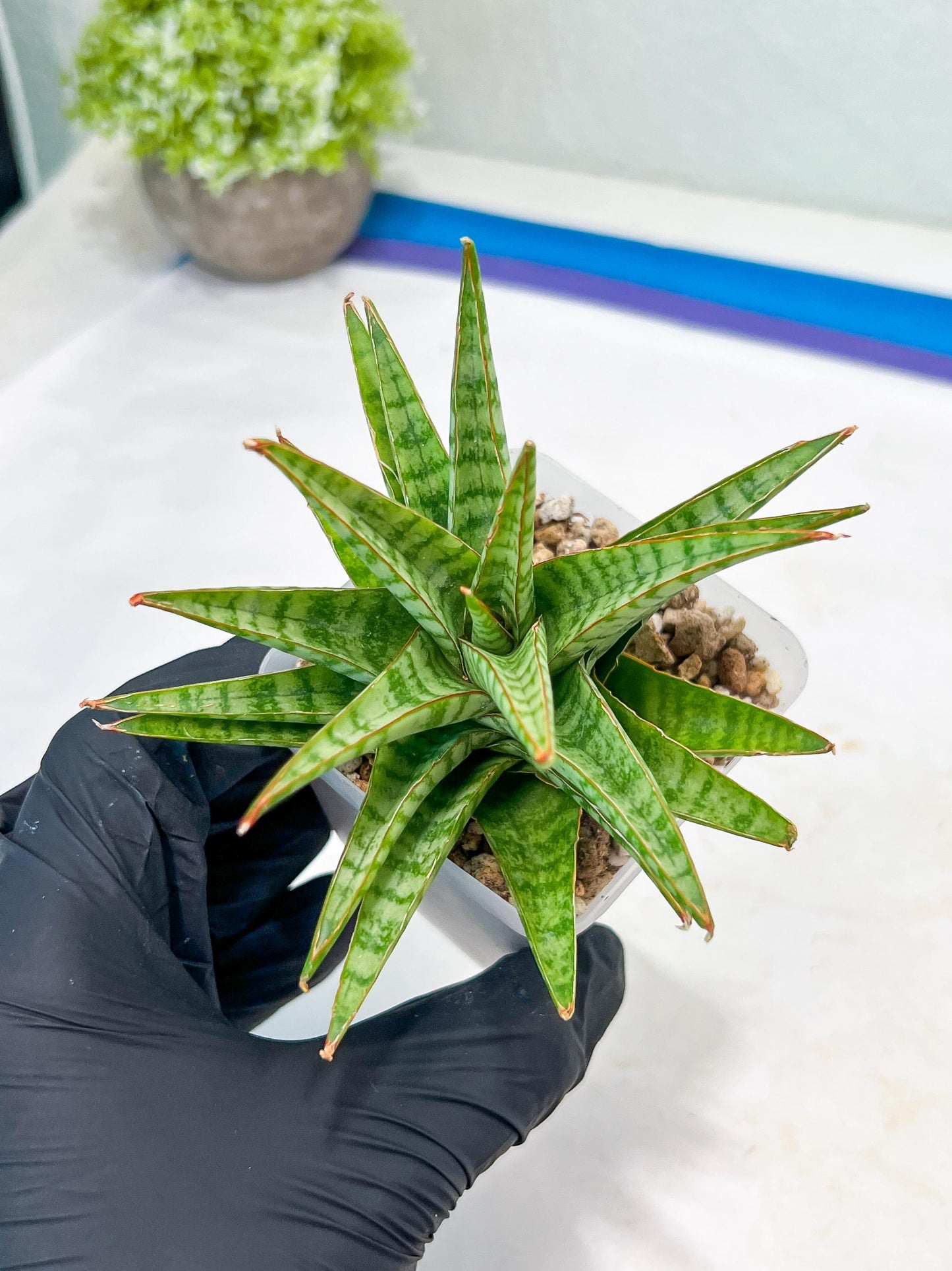 Sansevieria Dolphin (#Ba15) | Parent Plant (Cordova x Downsi ) X Bella Silver)
