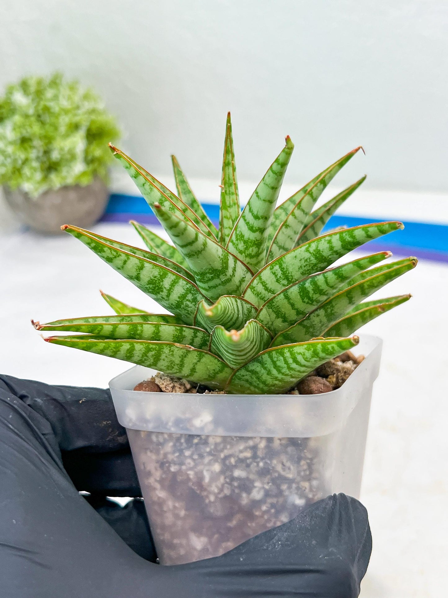 Sansevieria Dolphin (#Ba15) | Parent Plant (Cordova x Downsi ) X Bella Silver)