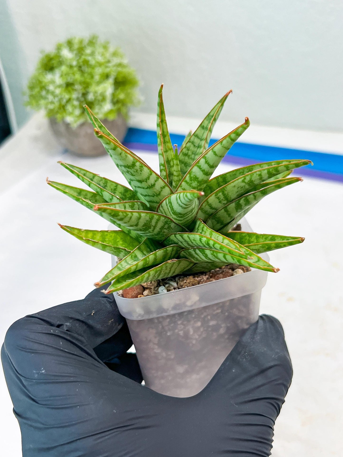 Sansevieria Dolphin (#Ba15) | Parent Plant (Cordova x Downsi ) X Bella Silver)
