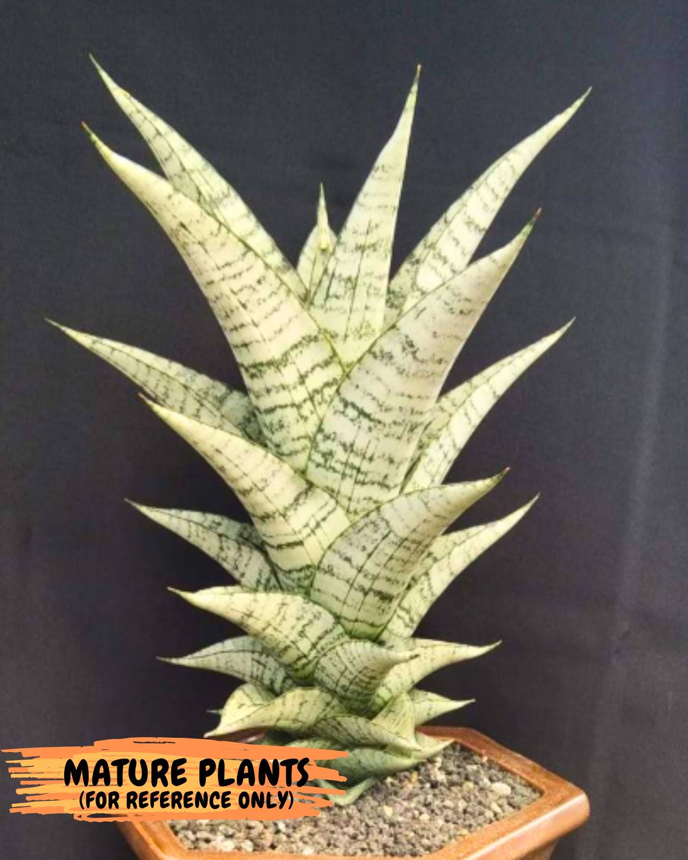 Sansevieria Dewi (#Ba14) | Parent Plant (Aries x Ariella)