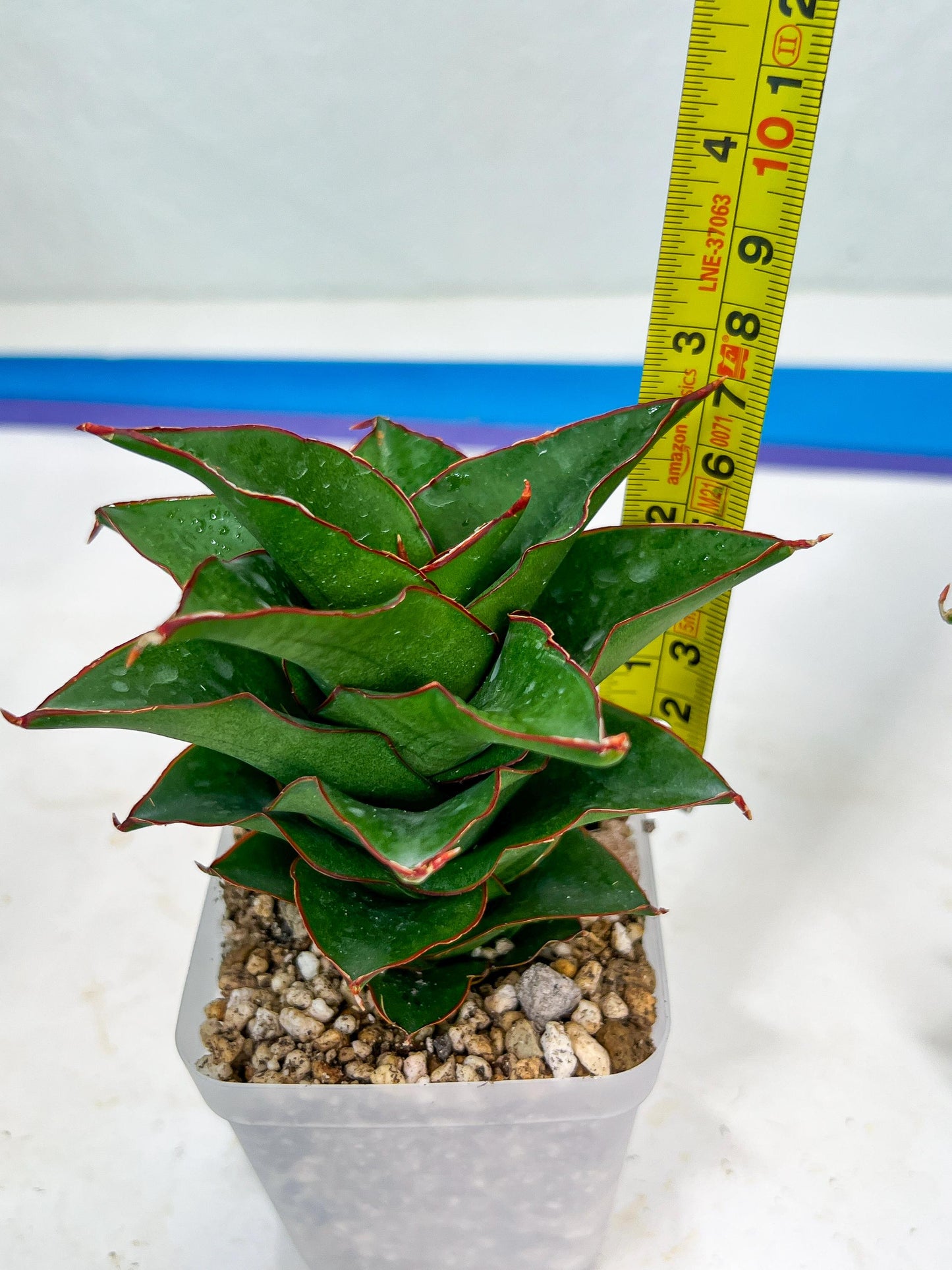 Sansevieria Ghea (#Ba18) | Imported Plants