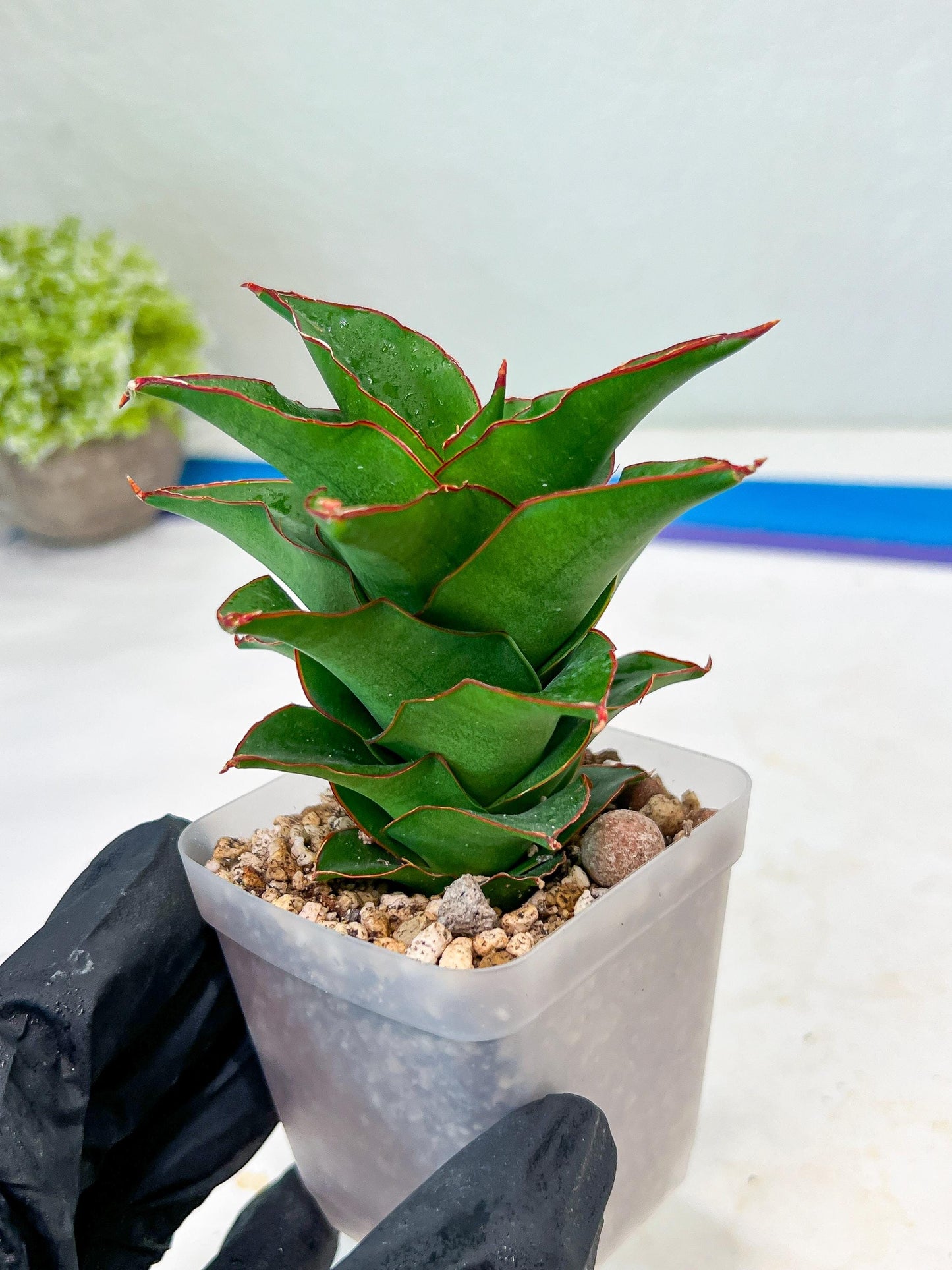 Sansevieria Ghea (#Ba18) | Imported Plants