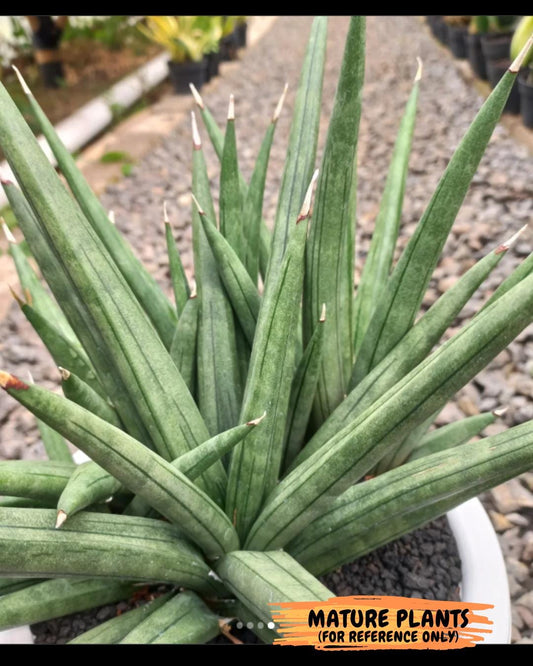 Sansevieria AlboPilosa (#Ba2) | Imported Plants