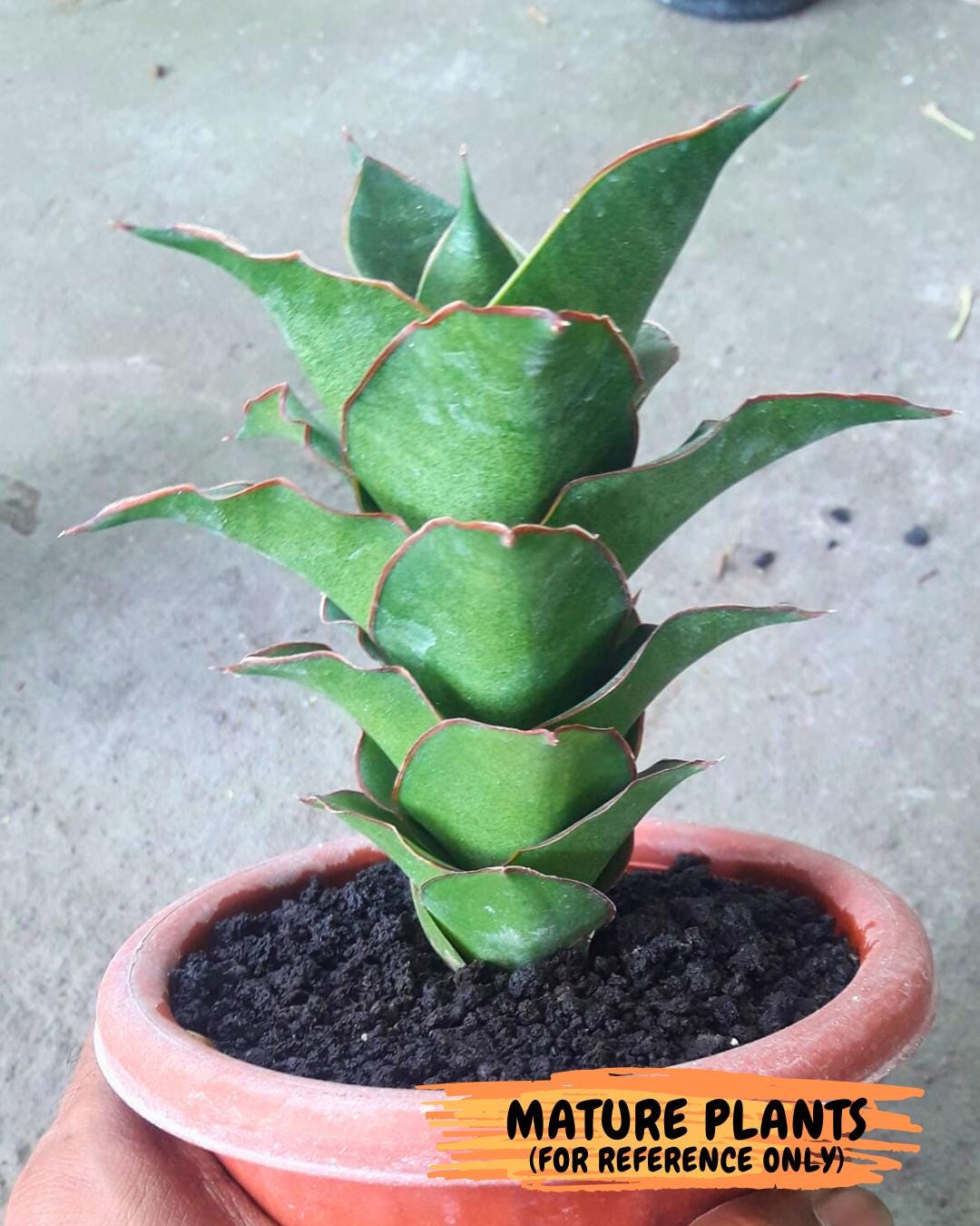 Sansevieria Ghea (#Ba18) | Imported Plants