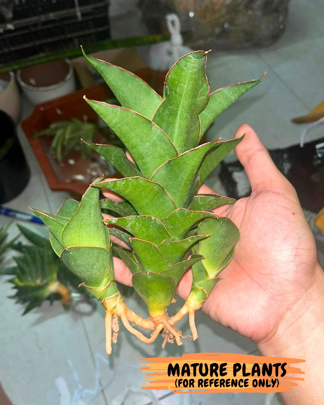 Sansevieria Ghea (#Ba18) | Imported Plants