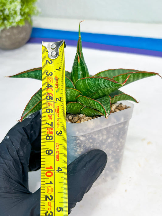 Sansevieria Gombloh (ba3) (12) | Rare Hybrid Plant