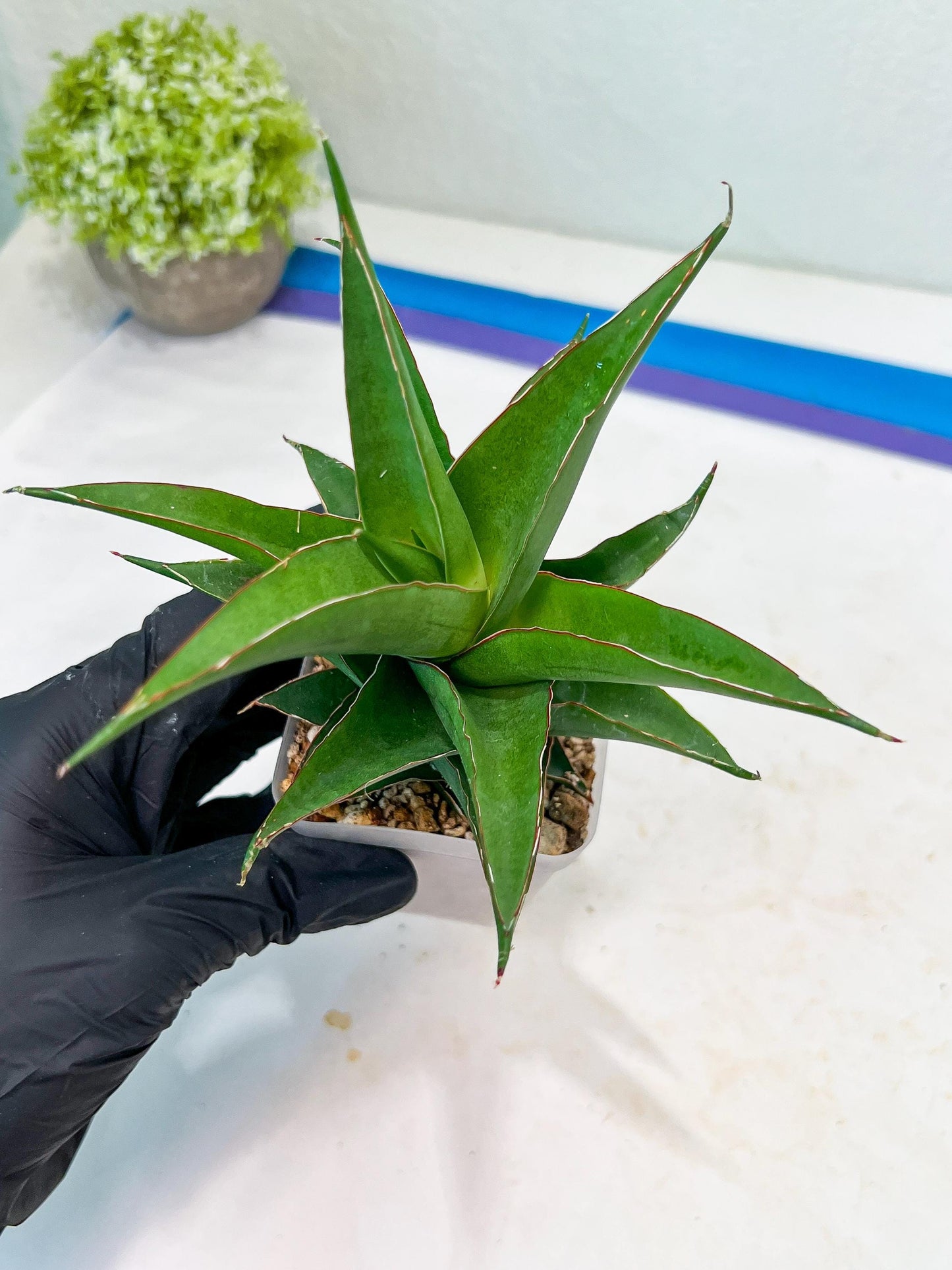 Sansevieria Agustus (#Ba22.5) | Imported Plants | Rare Hybrid Species