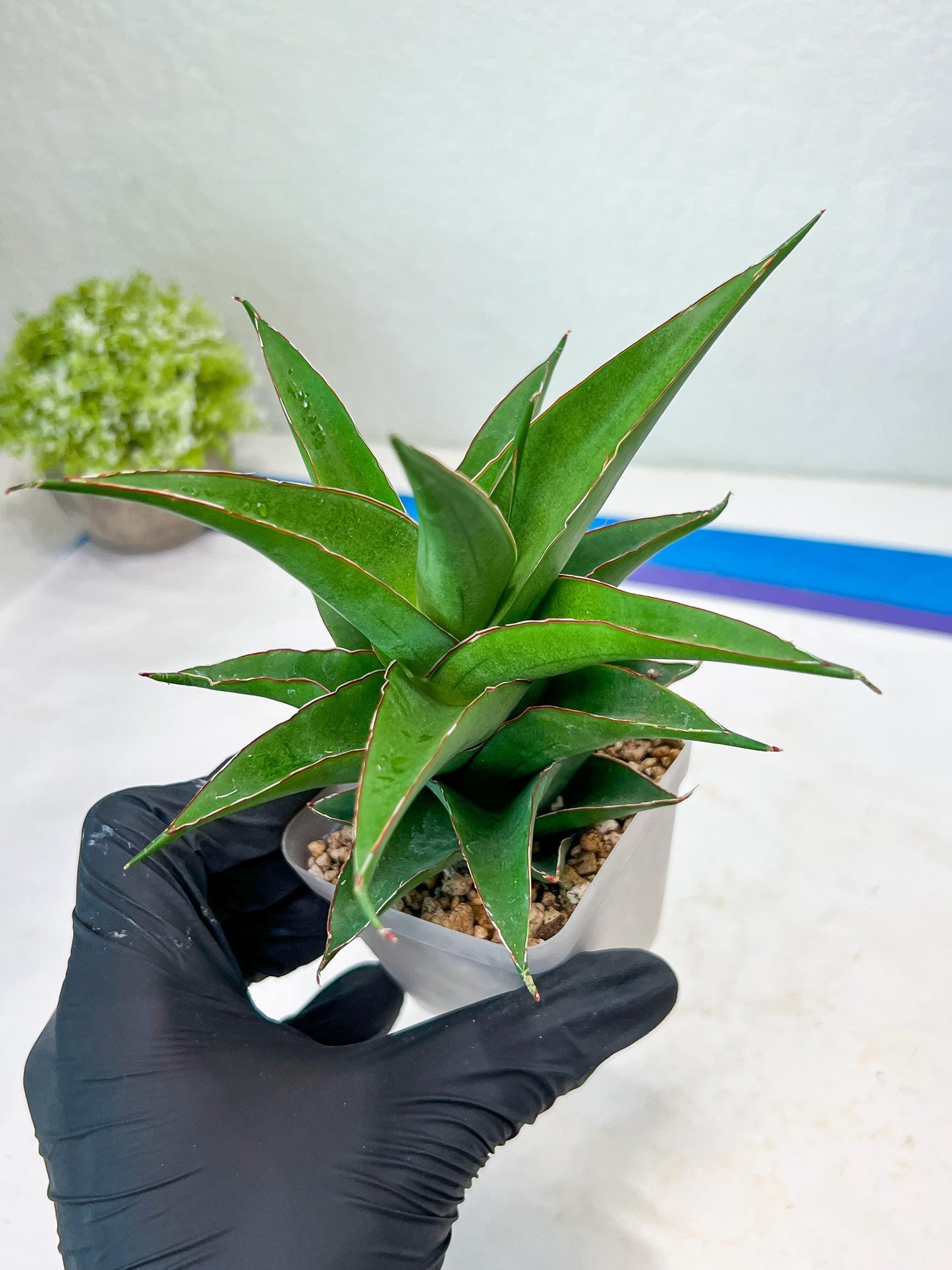 Sansevieria Agustus (#Ba22.5) | Imported Plants | Rare Hybrid Species