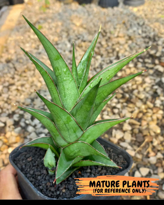Sansevieria Agustus (#Ba22.5) | Imported Plants | Rare Hybrid Species