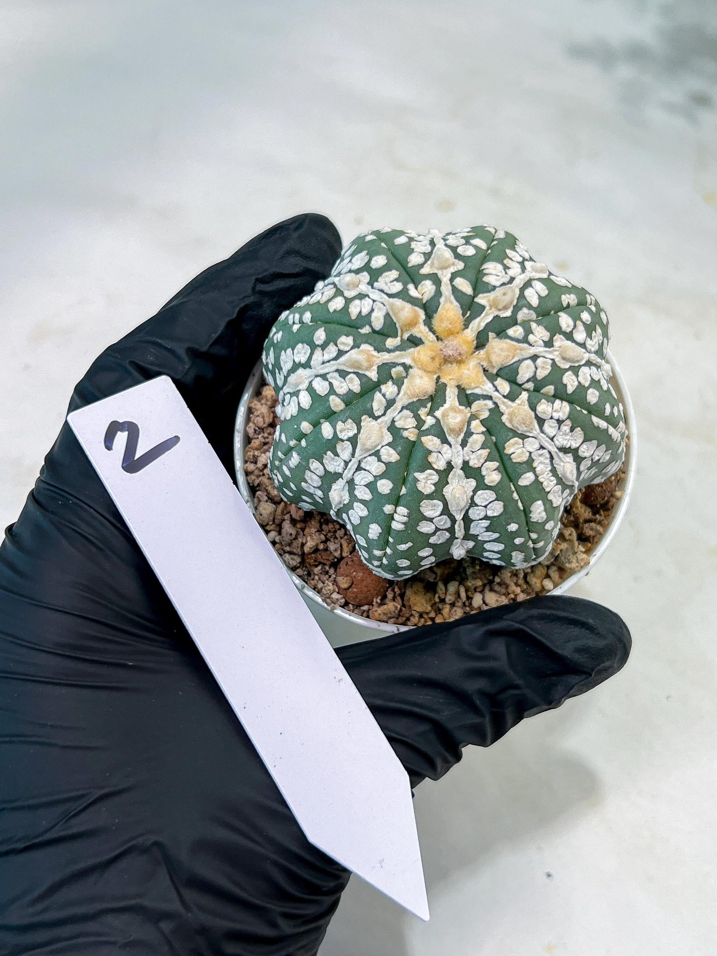 Astrophytum V-Type (#T1G2) | Las Vegas Plant Shop | 3"Pots