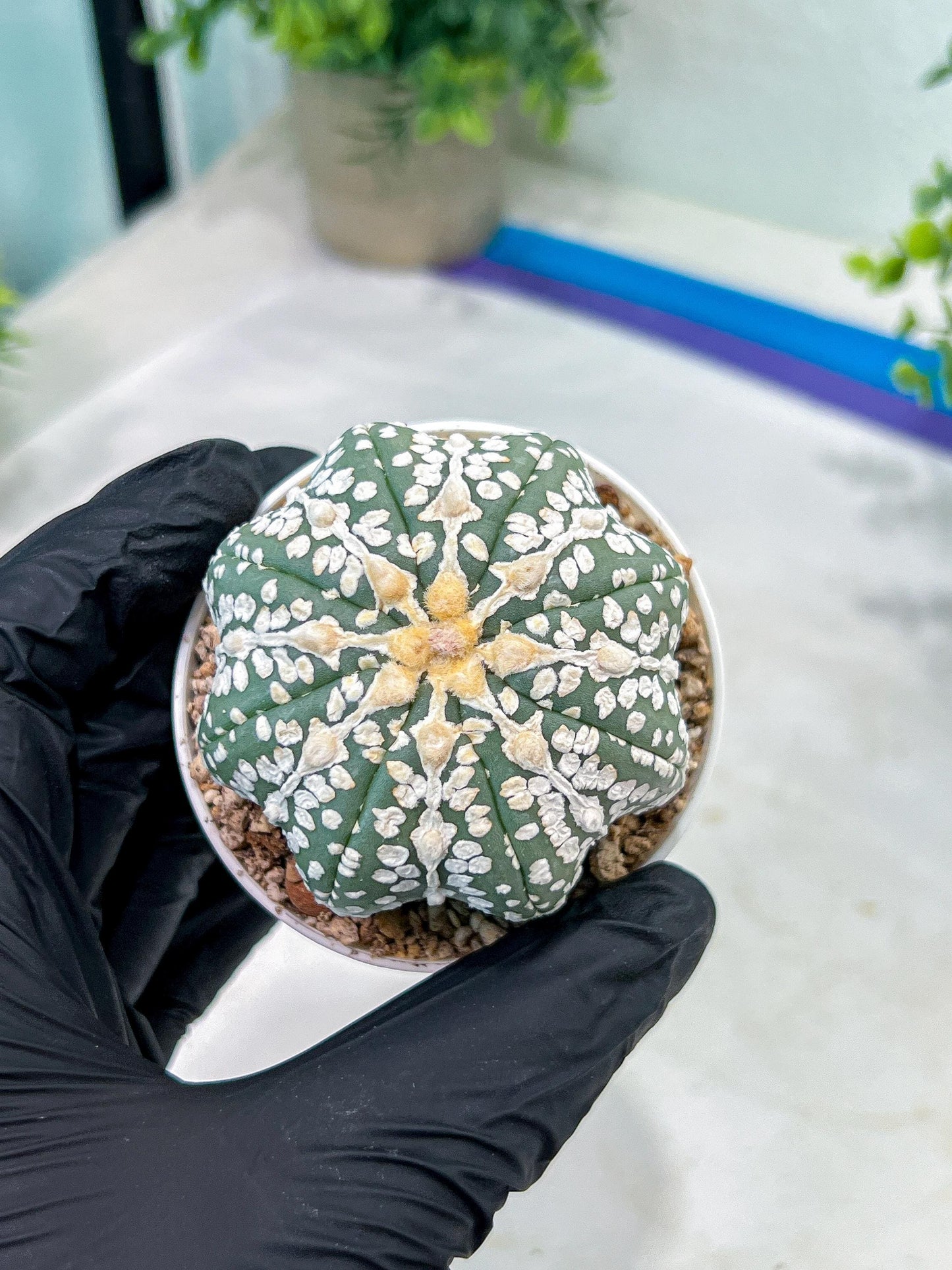 Astrophytum V-Type (#T1G2) | Las Vegas Plant Shop | 3"Pots