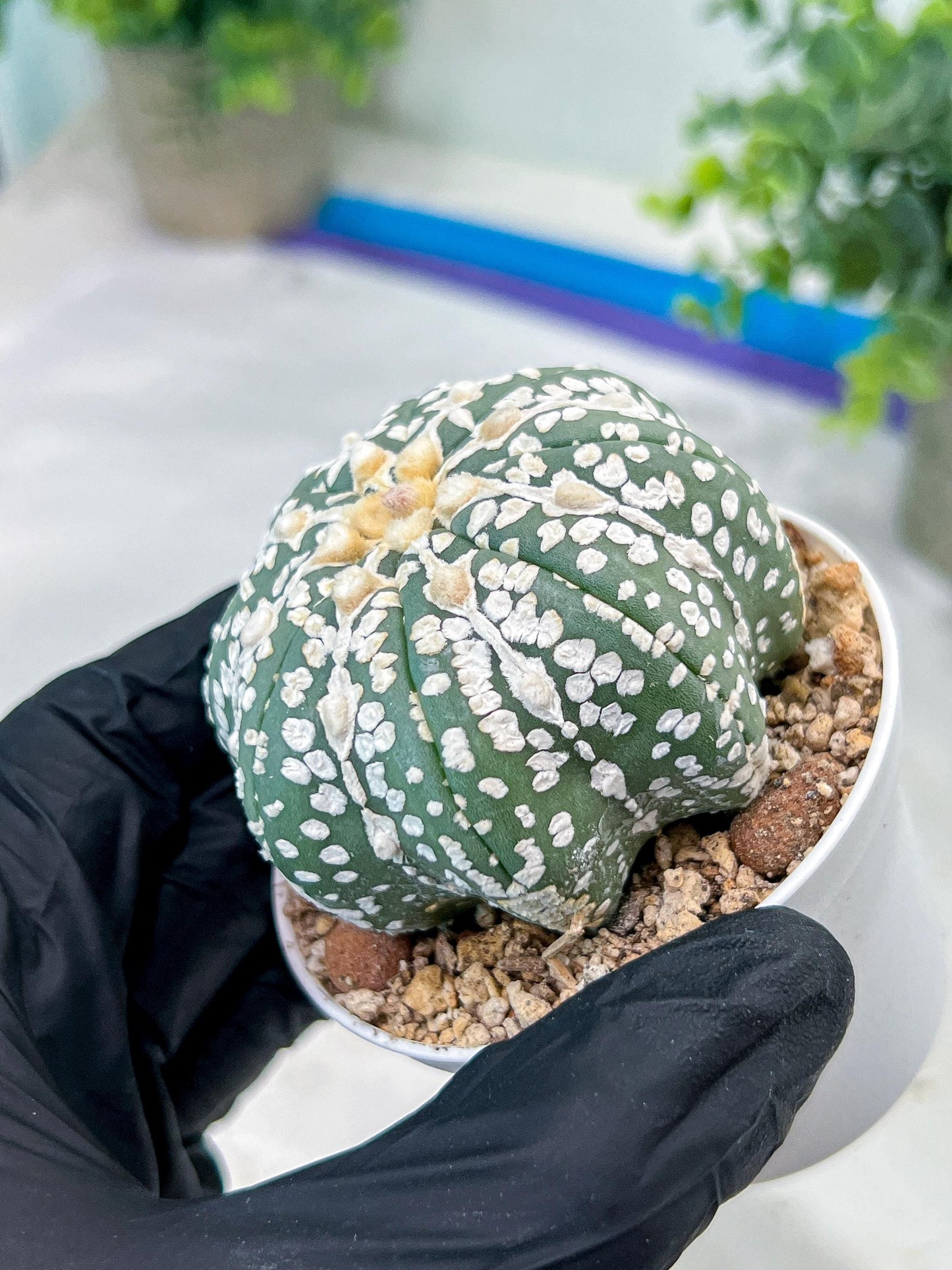 Astrophytum V-Type (#T1G2) | Las Vegas Plant Shop | 3"Pots
