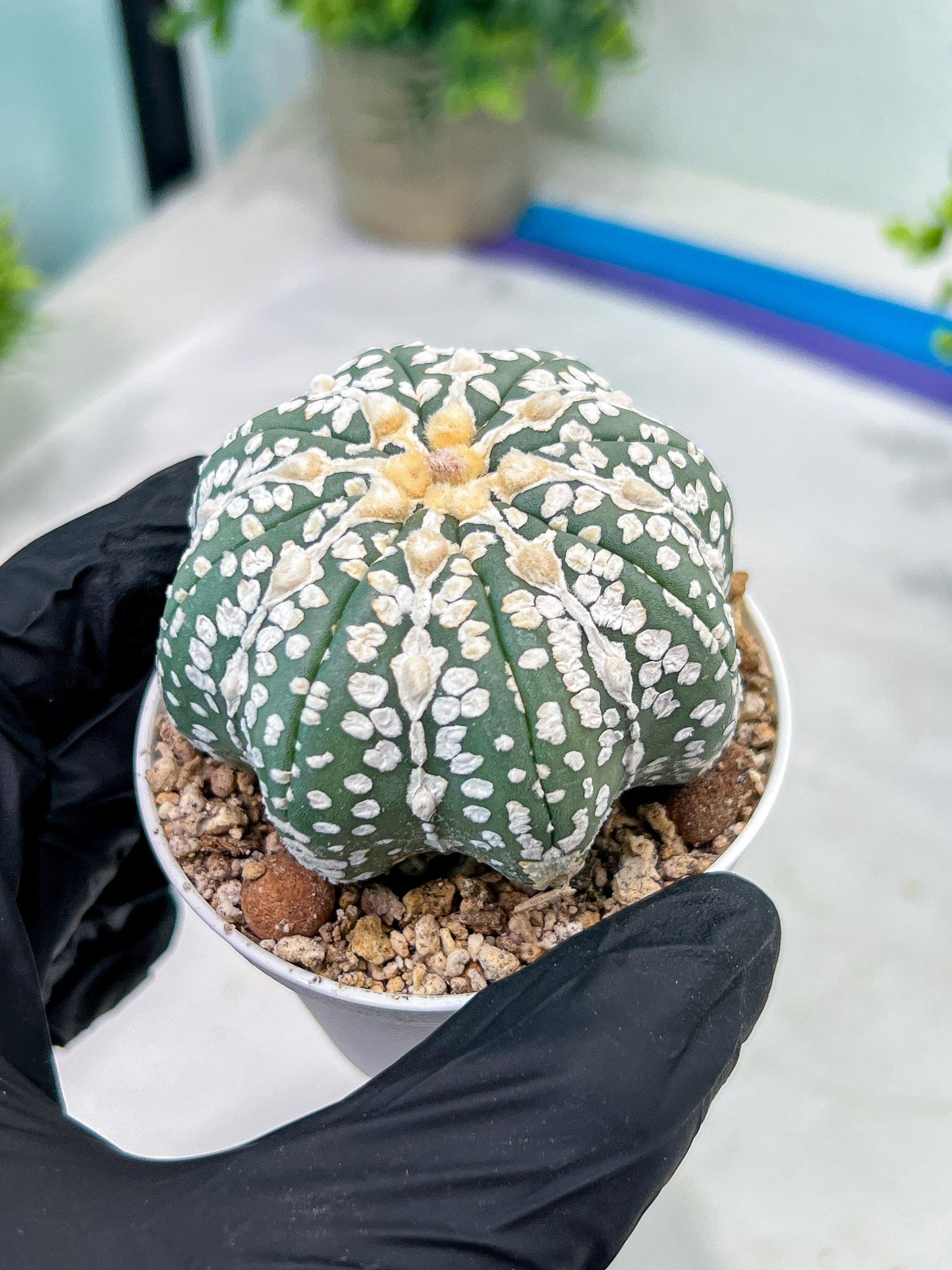 Astrophytum V-Type (#T1G2) | Las Vegas Plant Shop | 3"Pots
