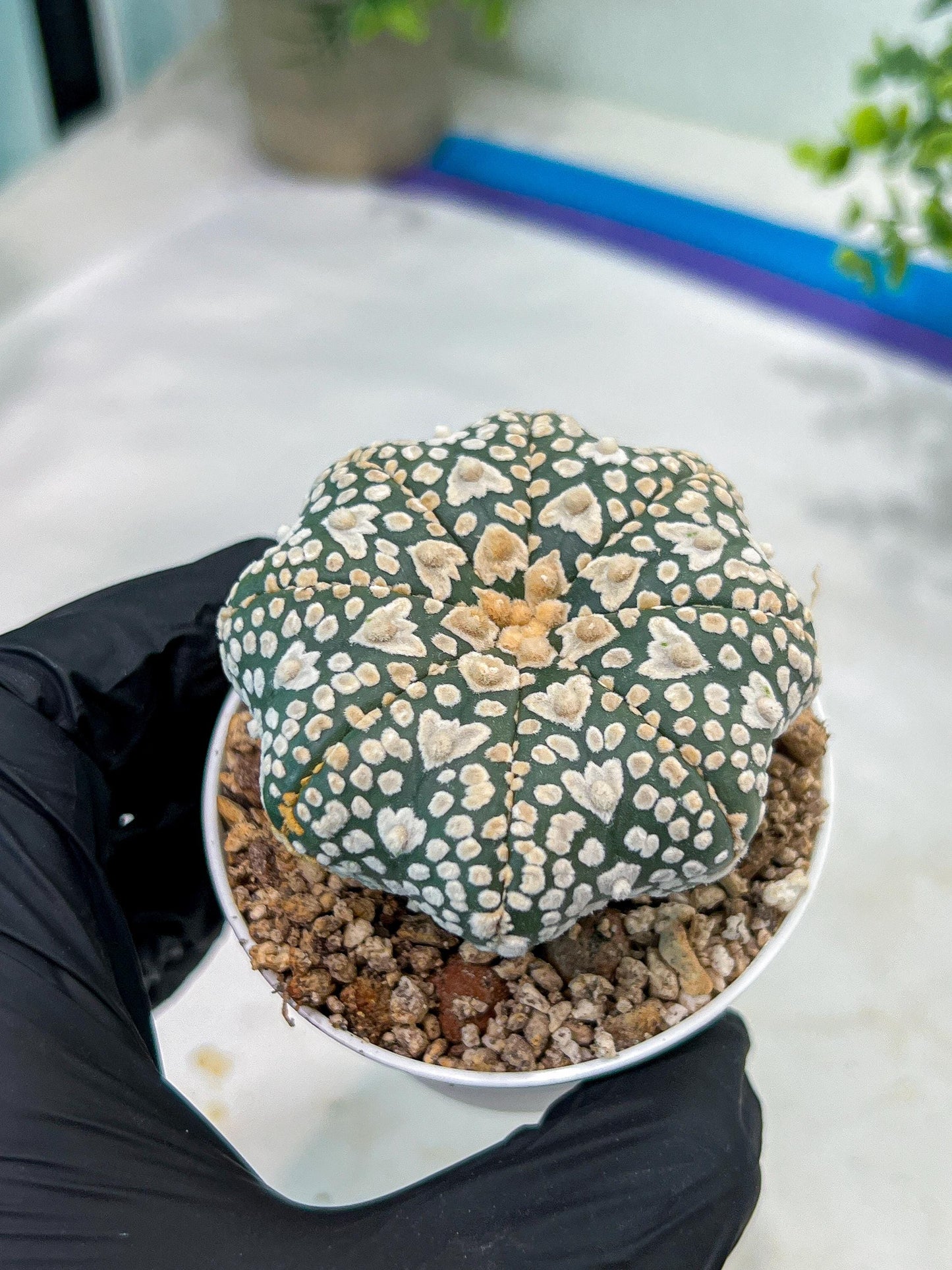 Astrophytum V-Type (#T1G3) | Nevada Botanical Shop | 3" Pot
