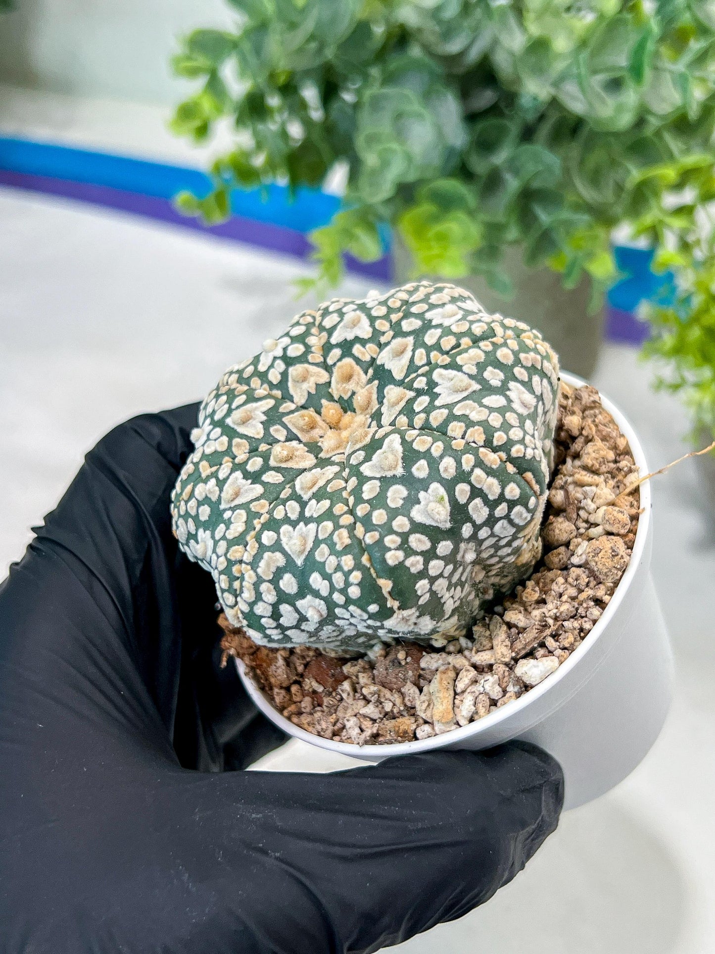Astrophytum V-Type (#T1G3) | Nevada Botanical Shop | 3" Pot