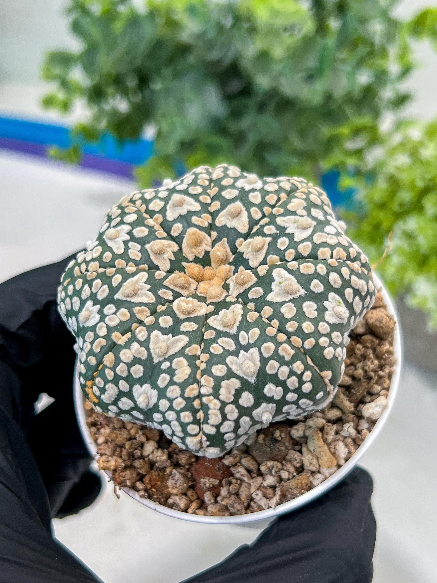 Astrophytum V-Type (#T1G3) | Nevada Botanical Shop | 3" Pot