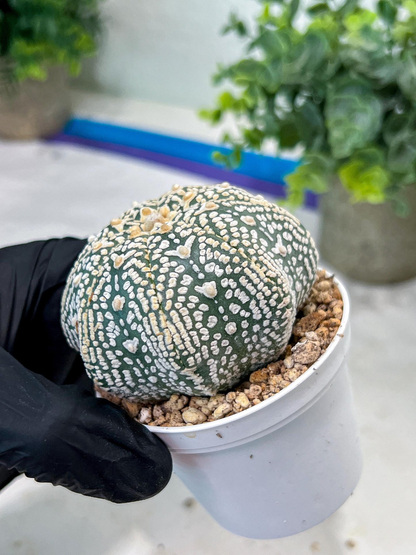 Astrophytum V-Type (#T1G4) | Imported From Japan/korea | 3" Pot