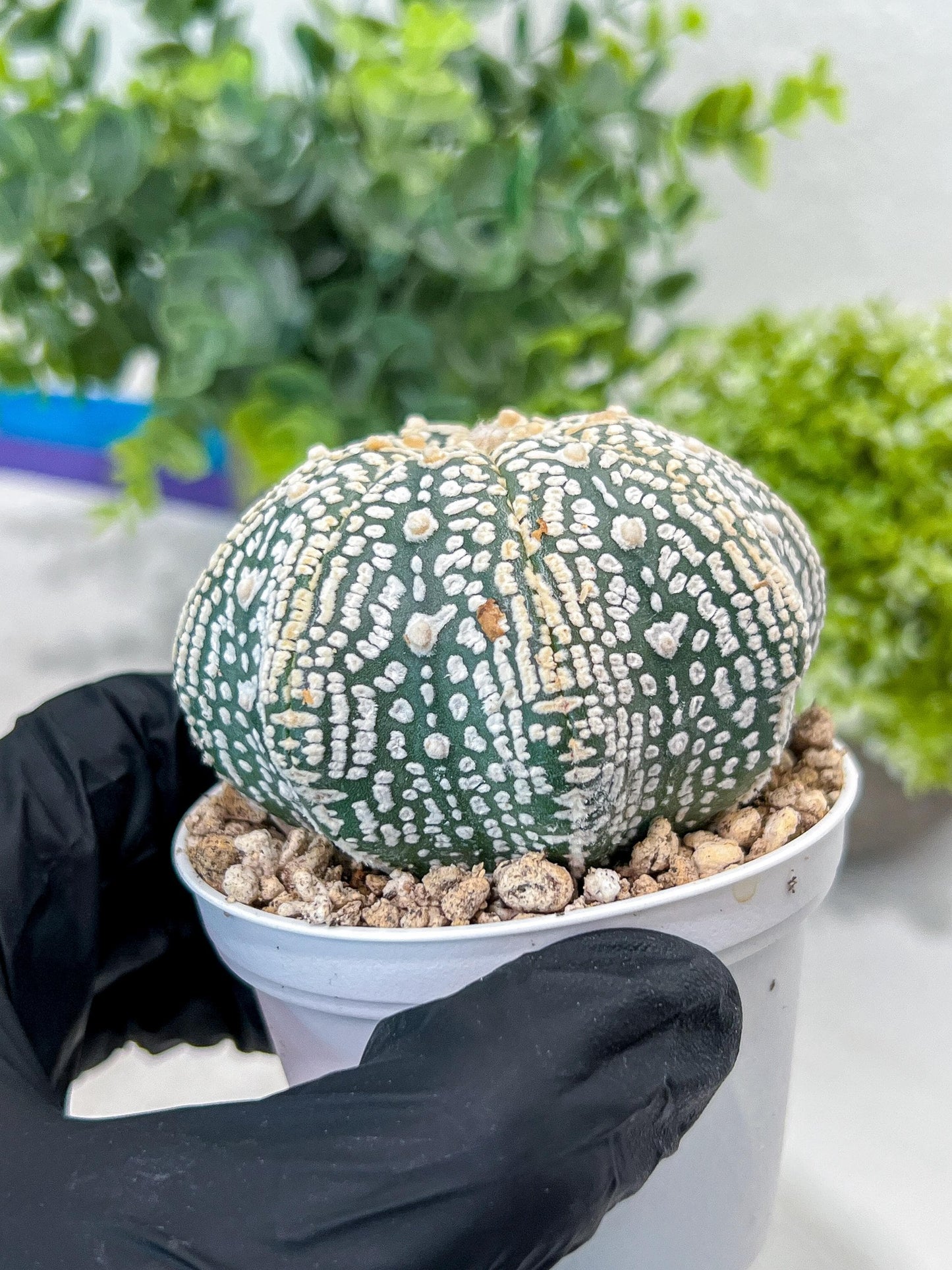 Astrophytum V-Type (#T1G4) | Imported From Japan/korea | 3" Pot