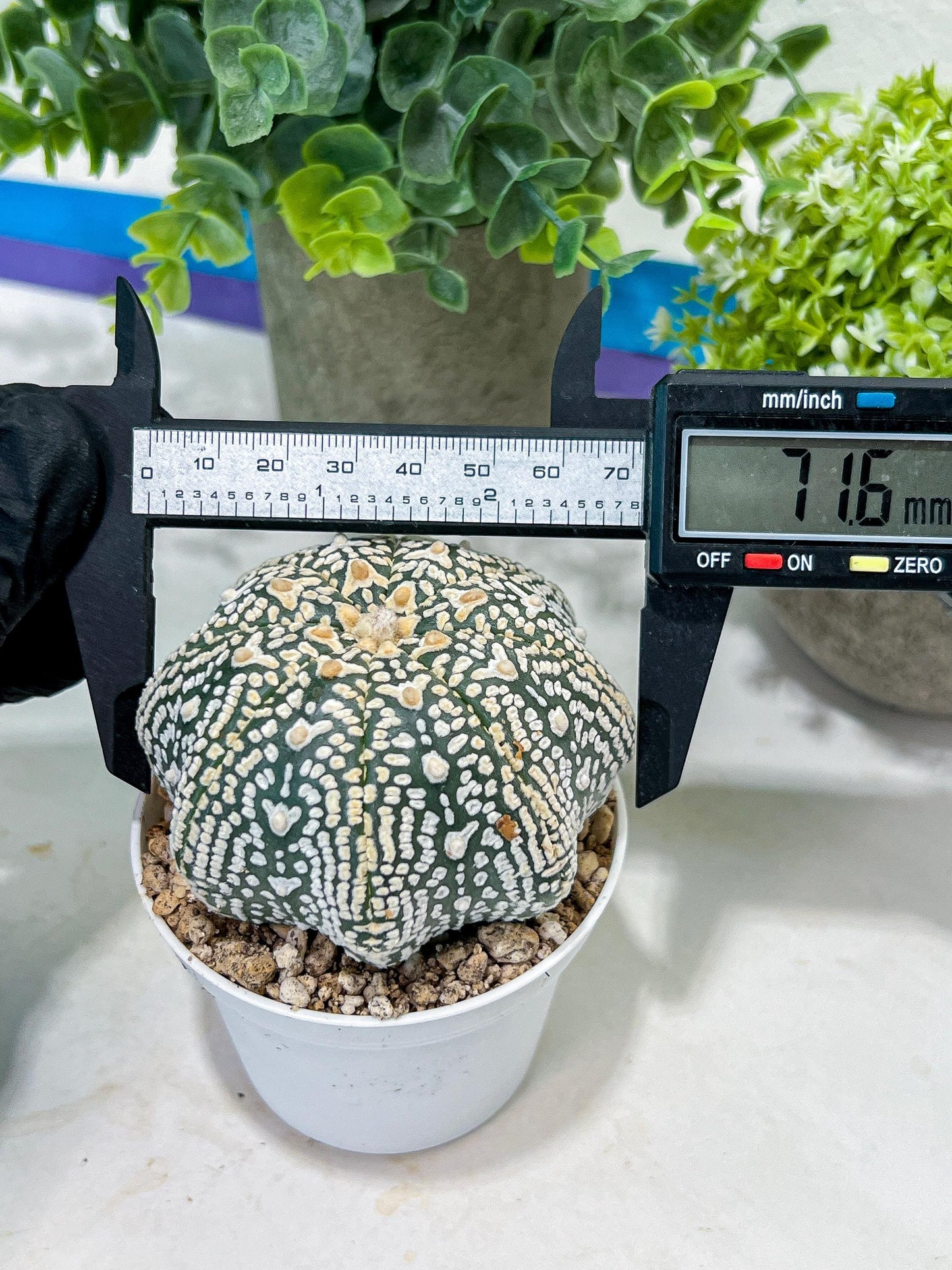 Astrophytum V-Type (#T1G4) | Imported From Japan/korea | 3" Pot