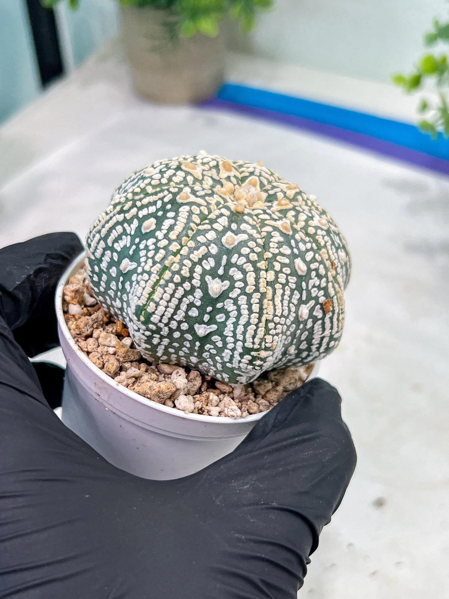 Astrophytum V-Type (#T1G4) | Imported From Japan/korea | 3" Pot